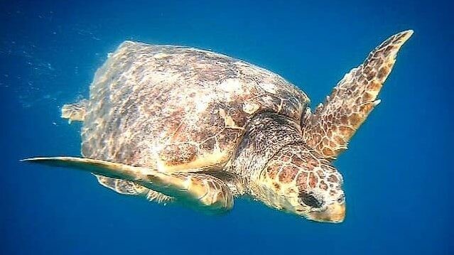Tartarughe Molfetta WWF
