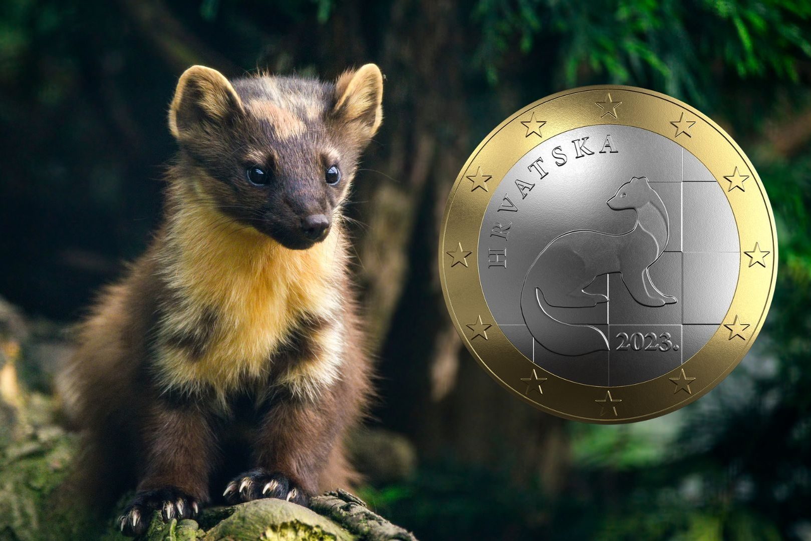 È la martora l'animale raffigurato sulla nuova moneta da 1 euro in Croazia