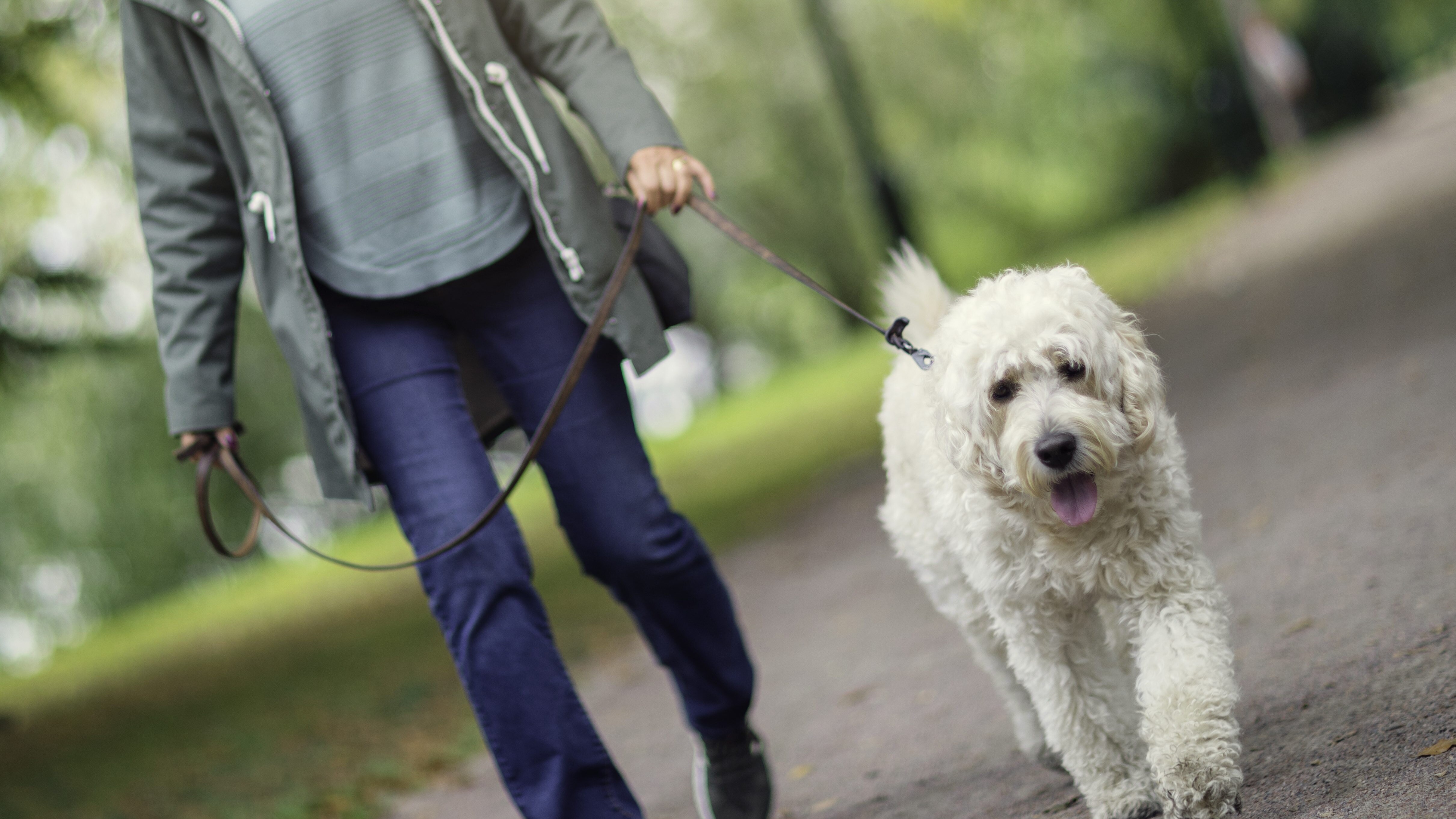 cane passeggio