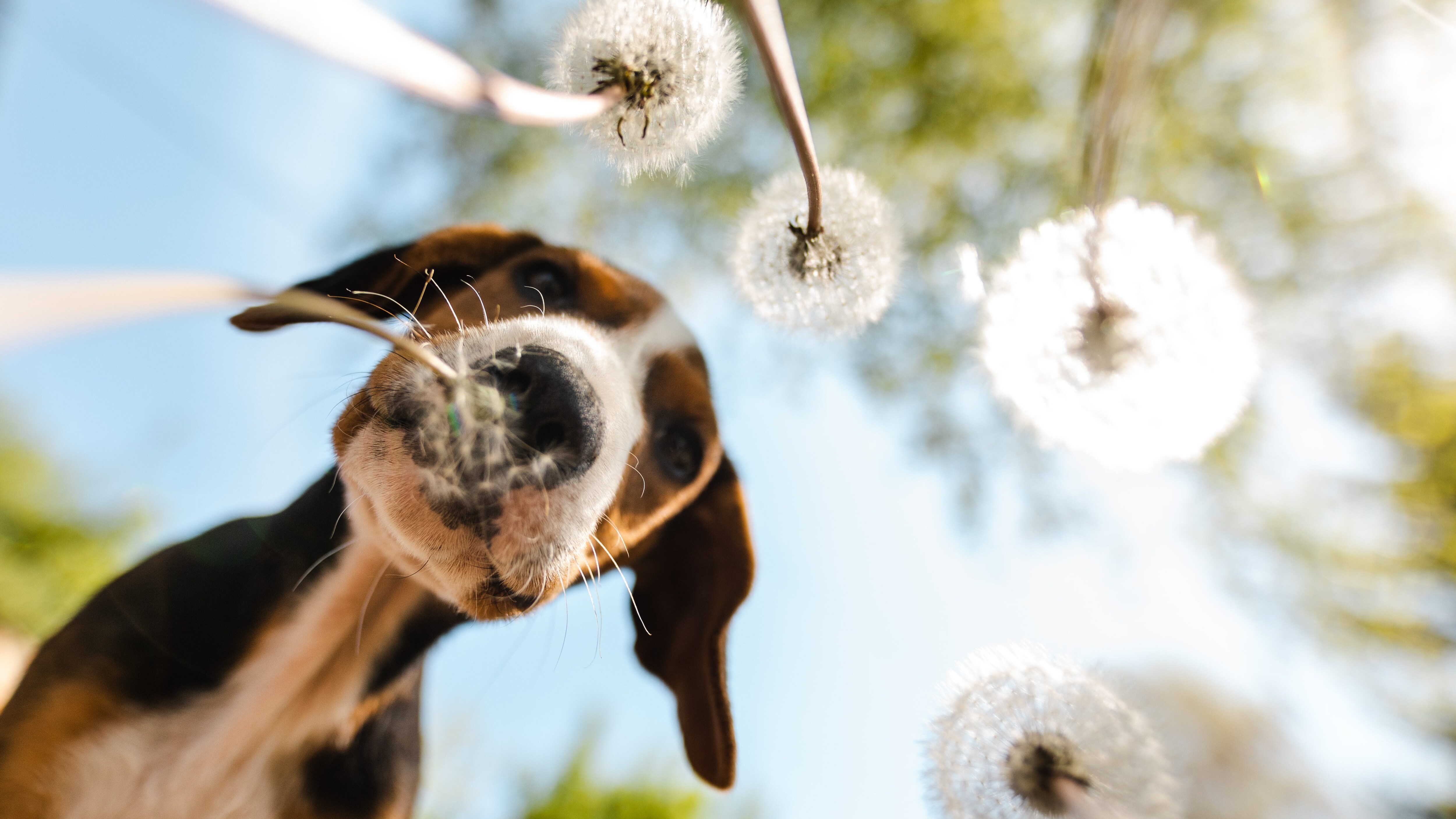 fiori bach cani