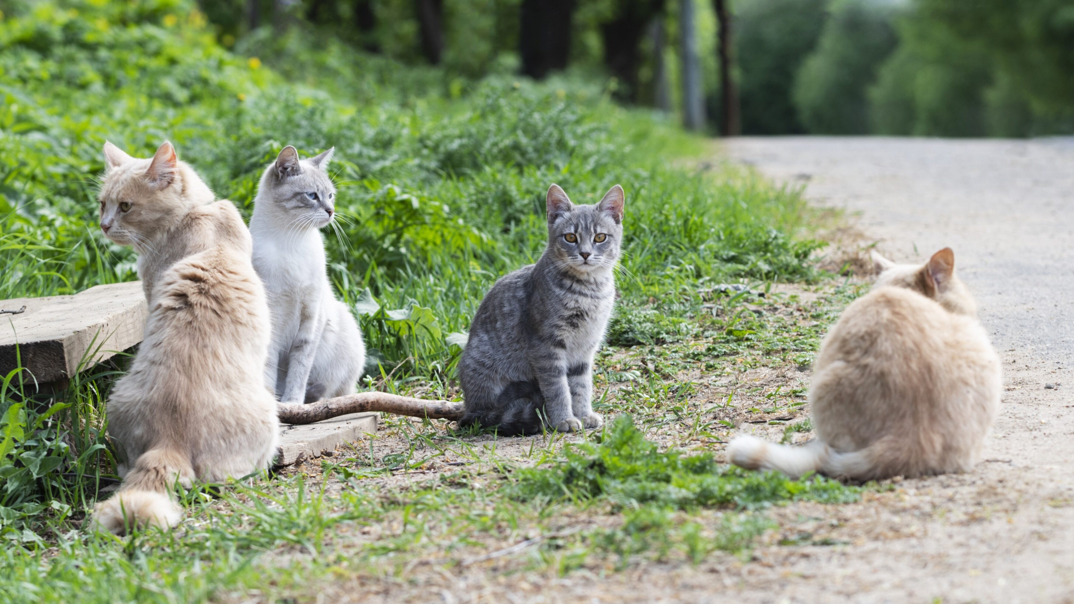 colonia felina