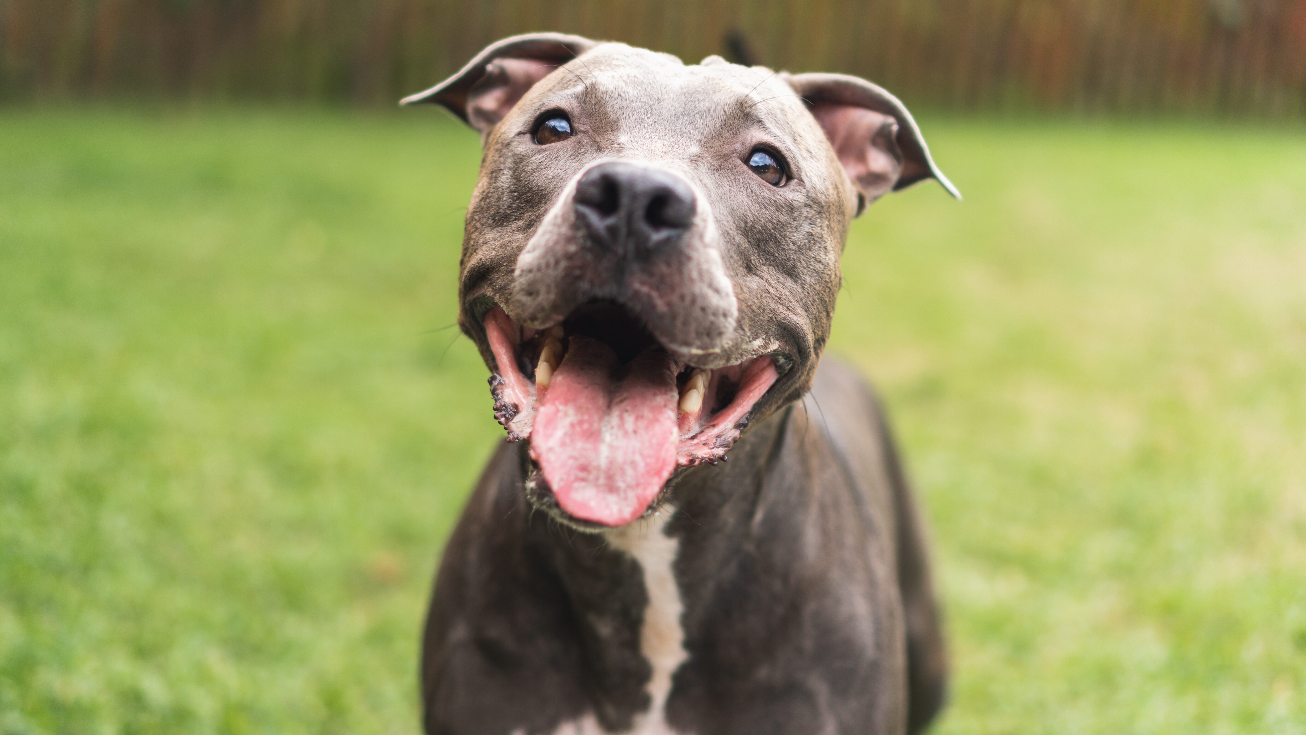 cane pitbull