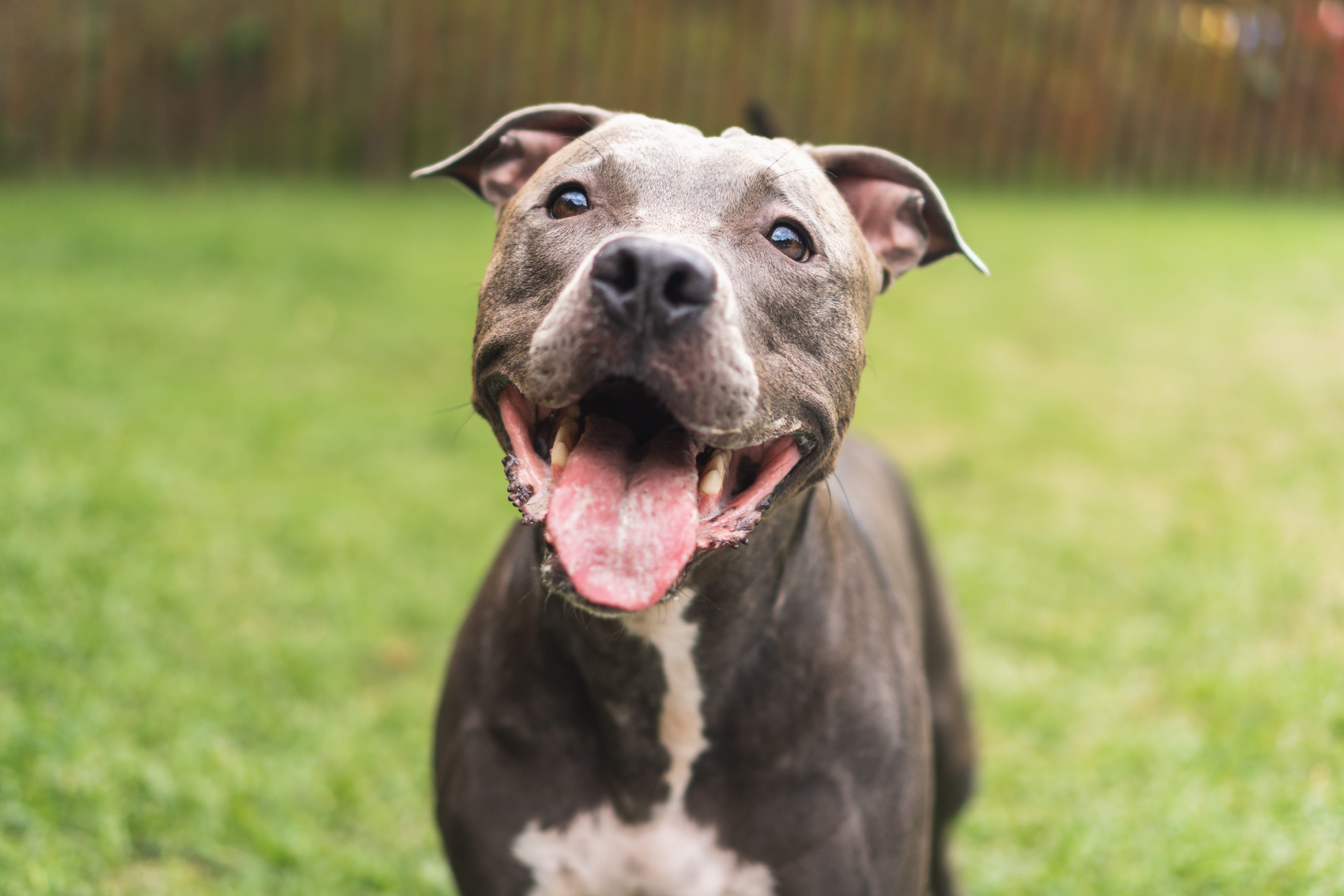 Il cane legato a un palo e bruciato a Palermo ha superato la notte ma Il cane legato a un palo e bruciato a Palermo ha superato la notte ma