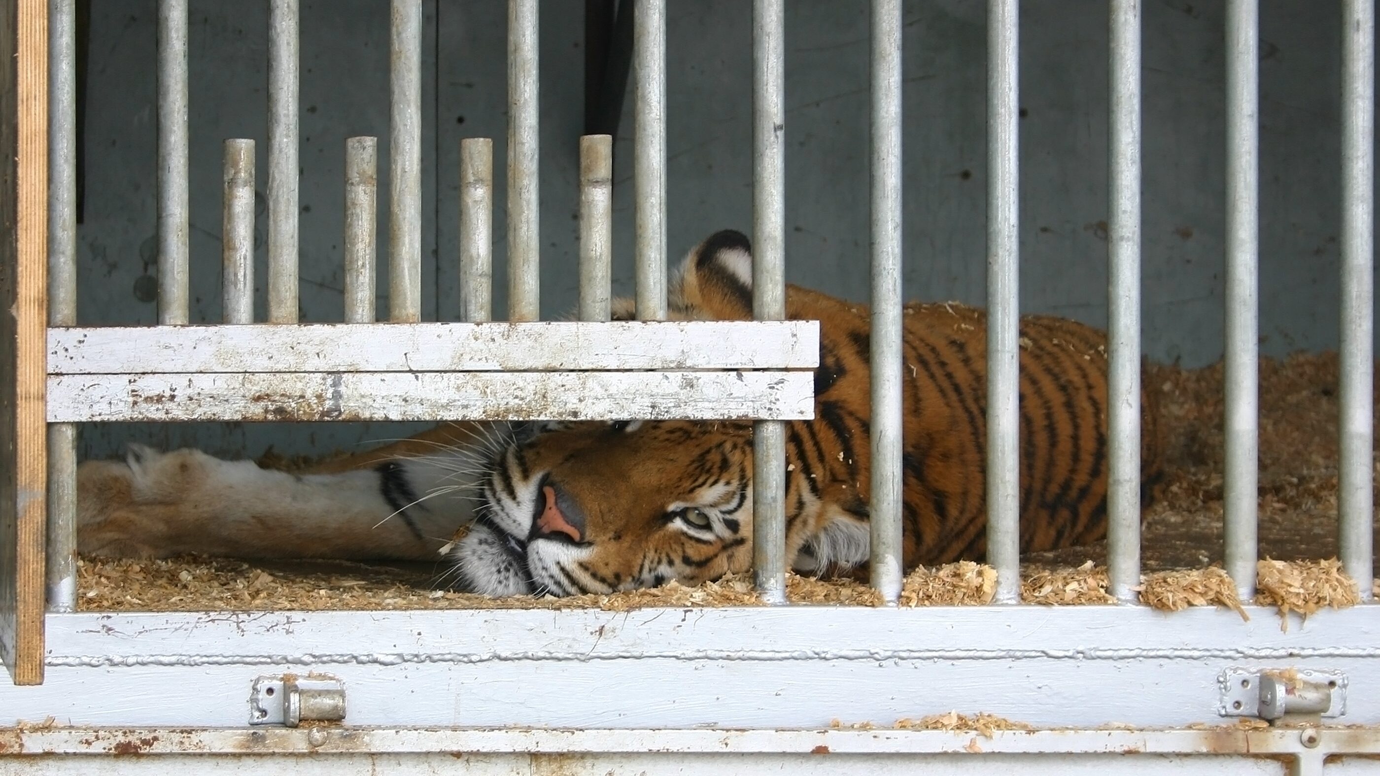 tigre gabbia circo