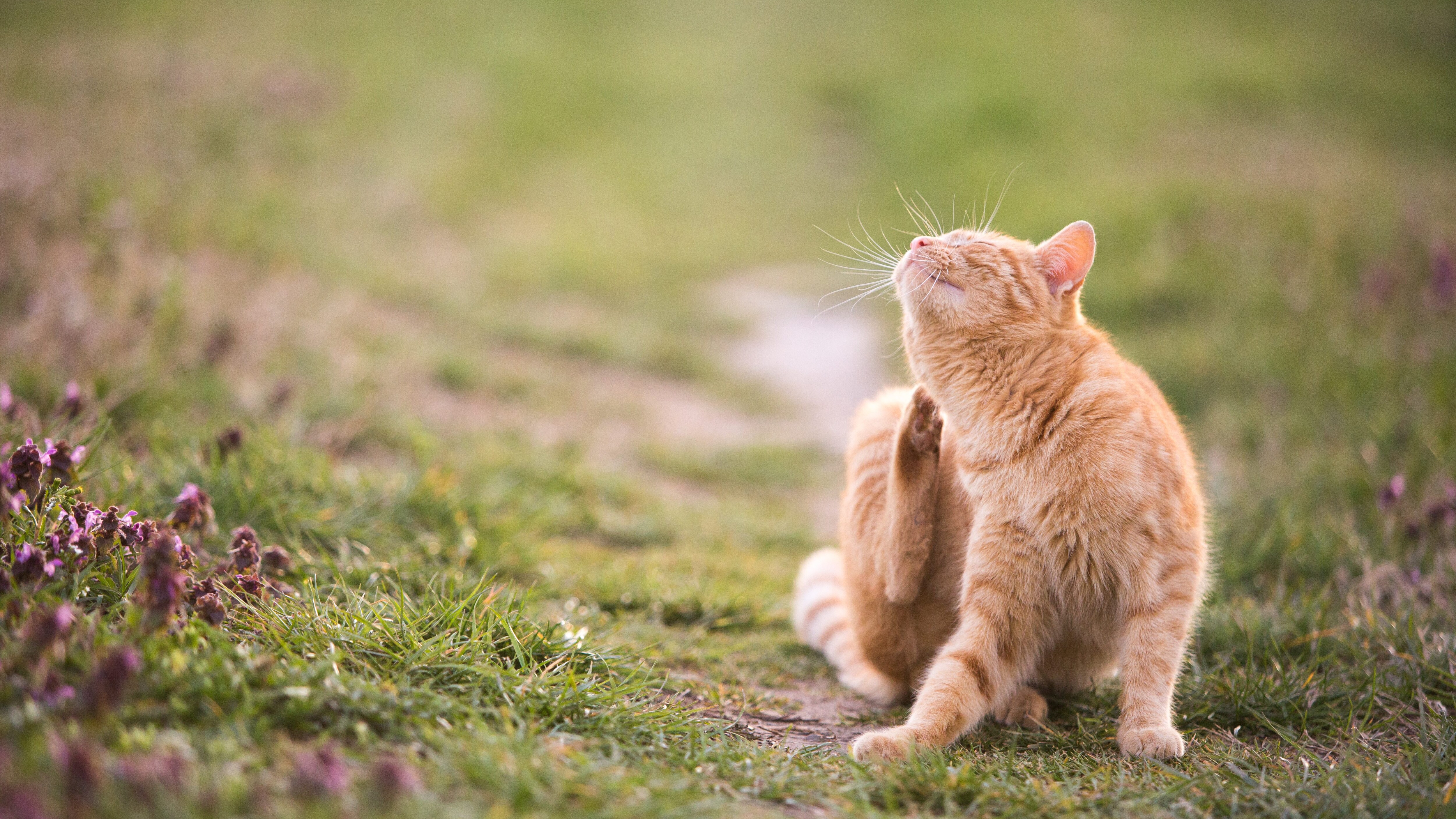 gatto
