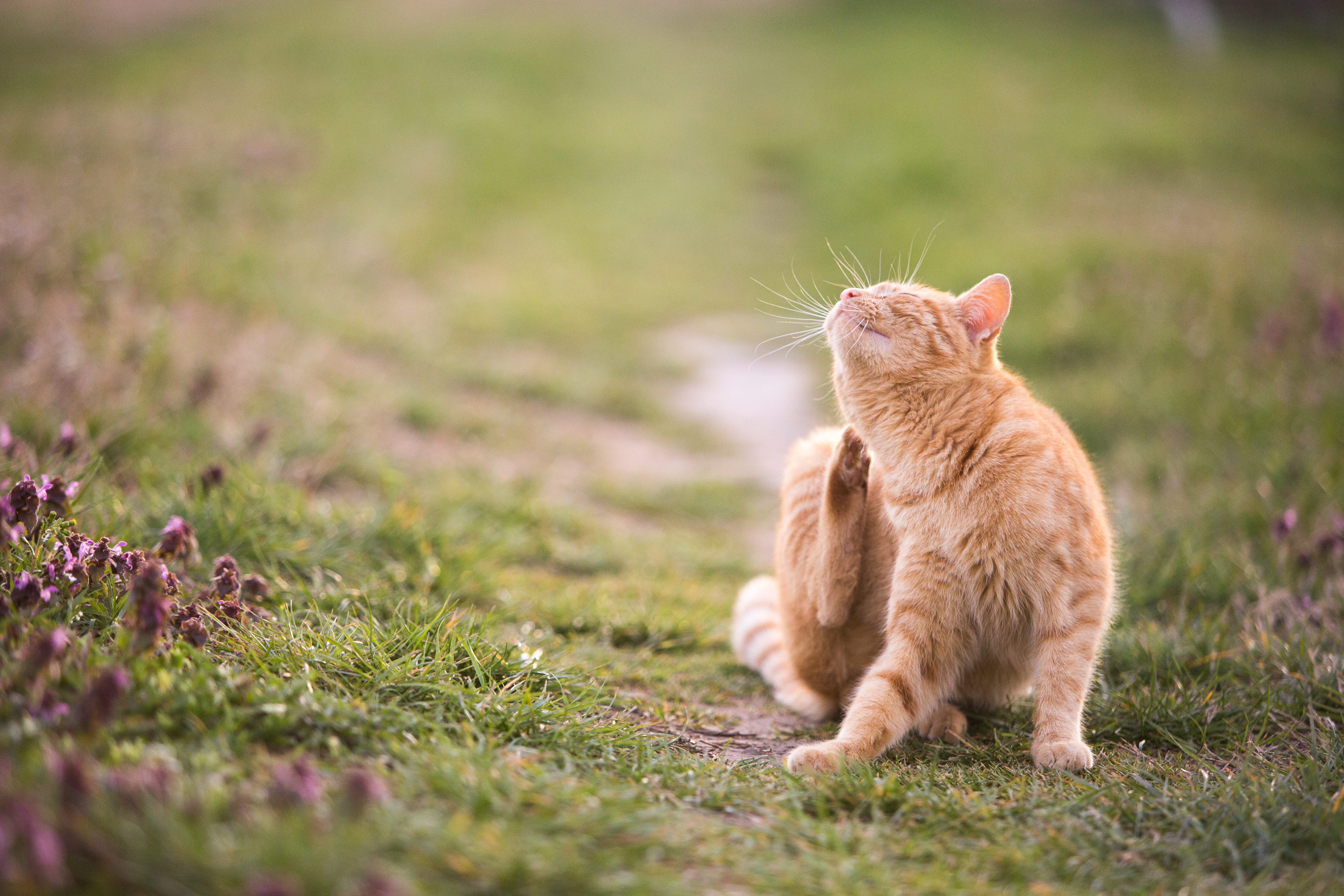 gatto