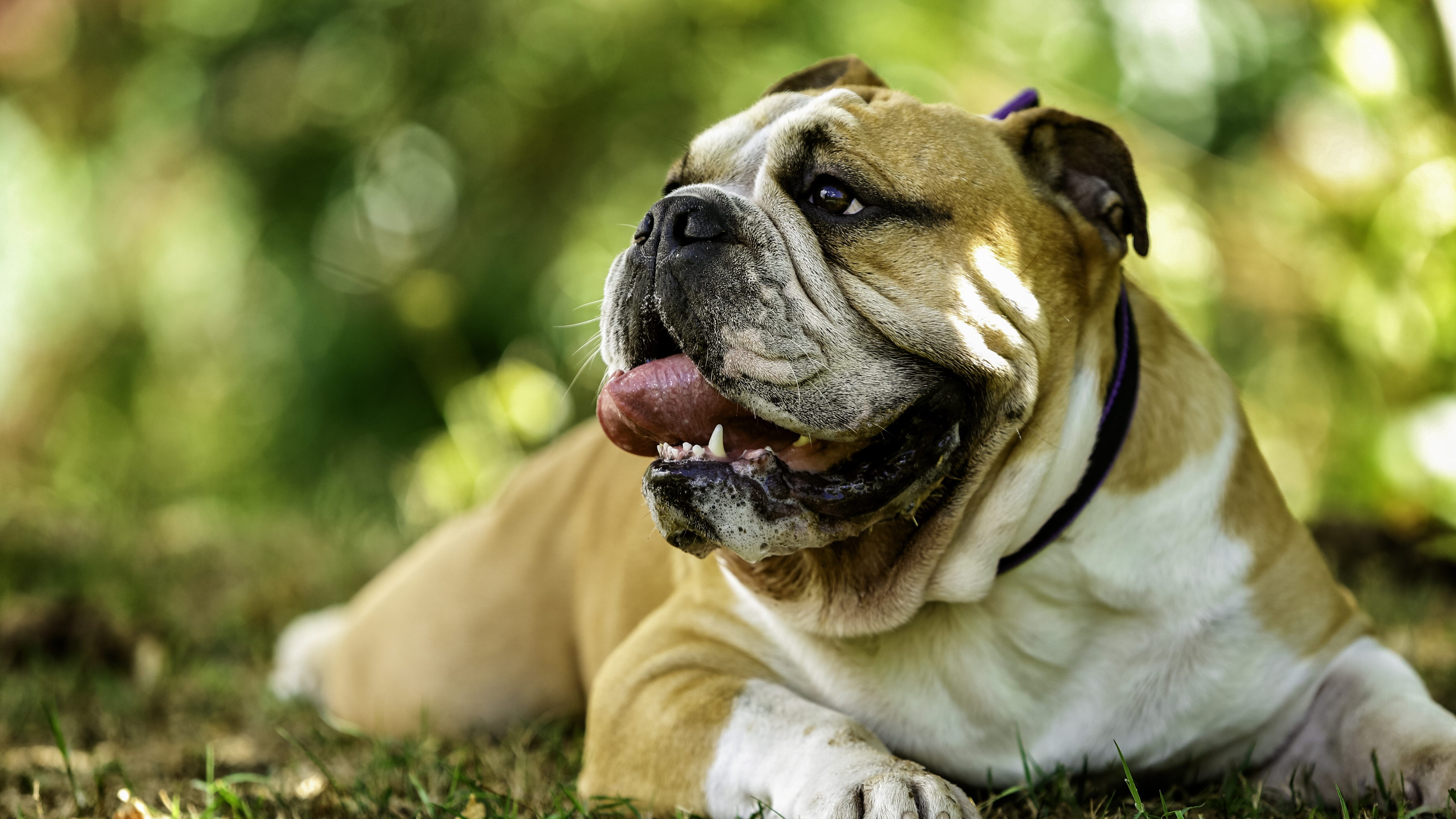 cane bulldog