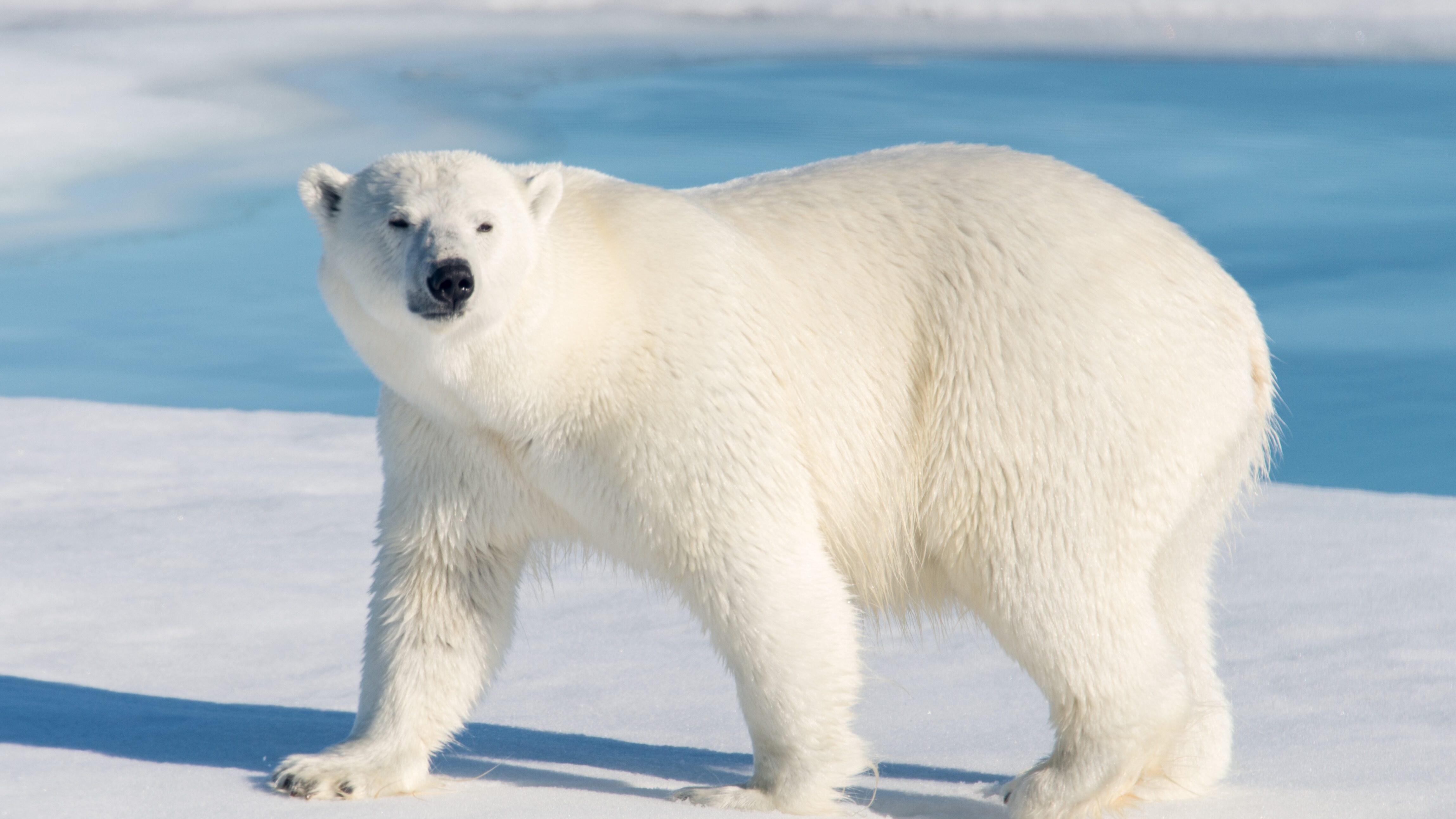 orso polare