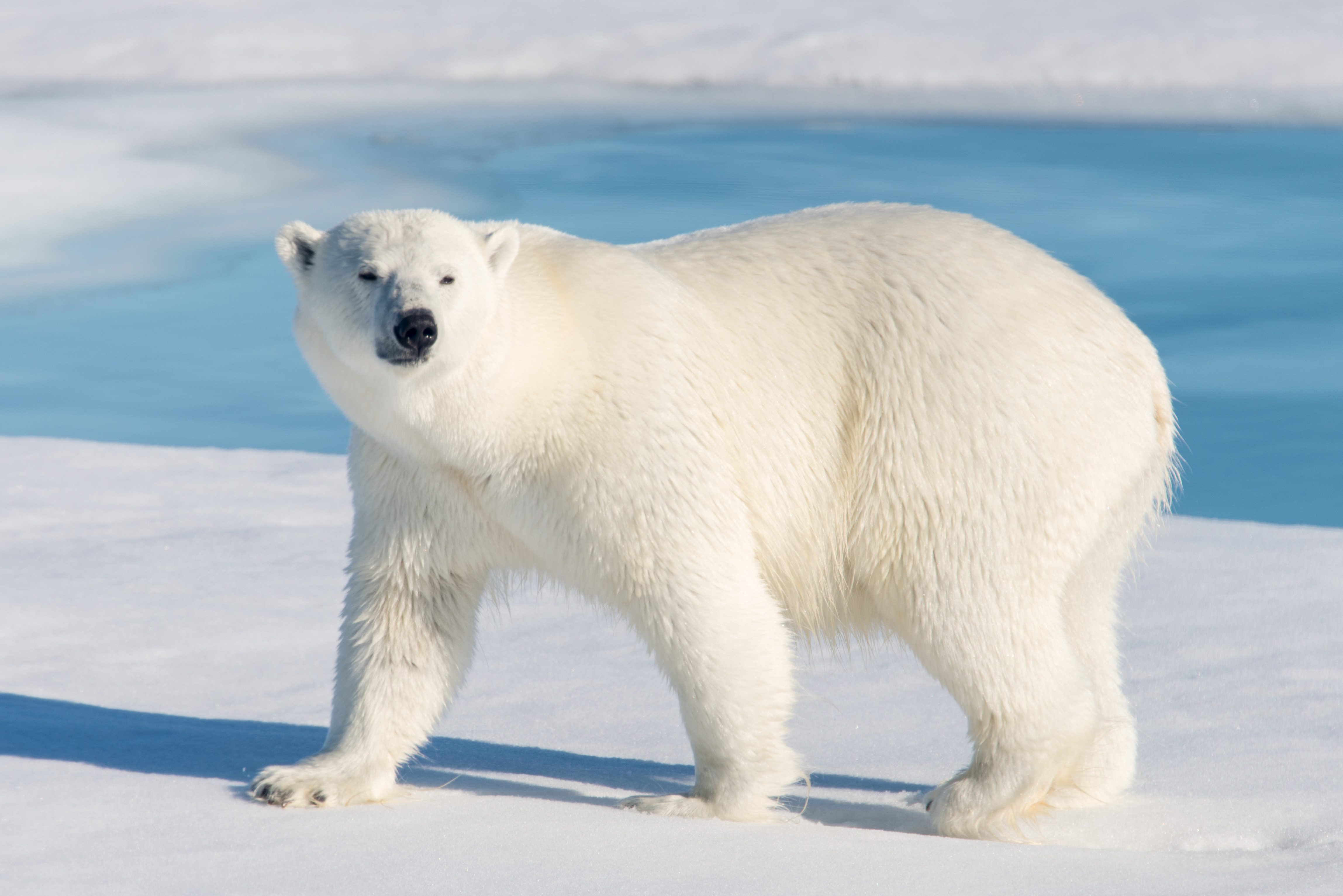 orso polare