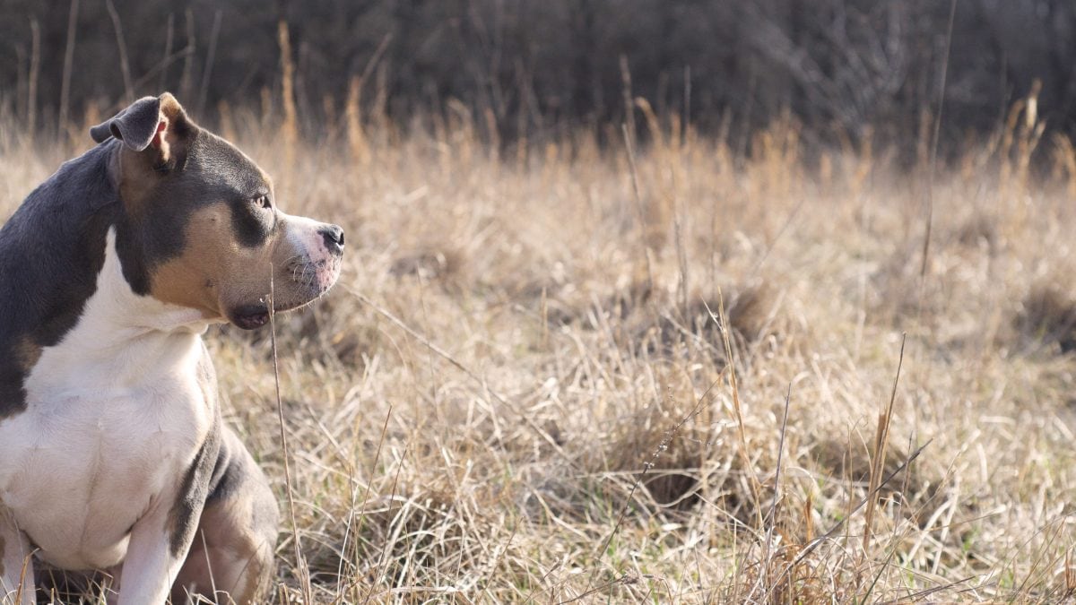 american bully
