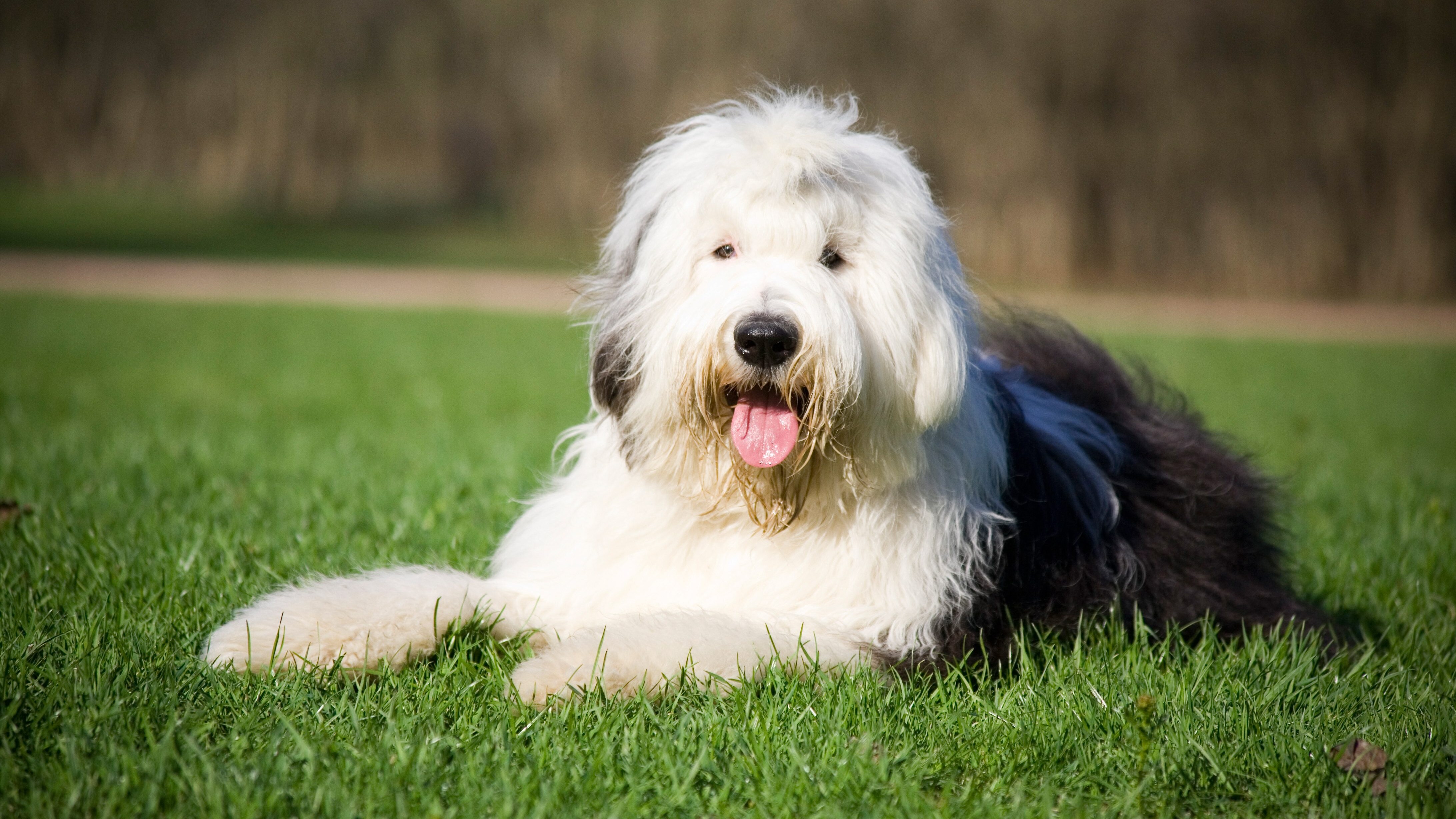 Bobtail