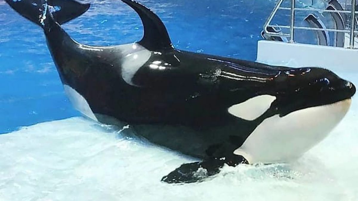 orca