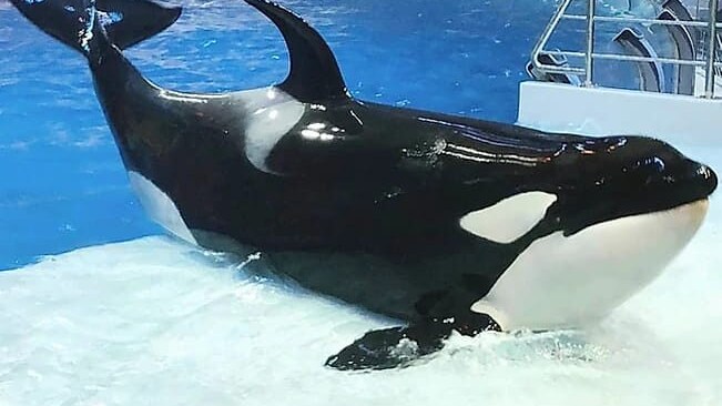 orca