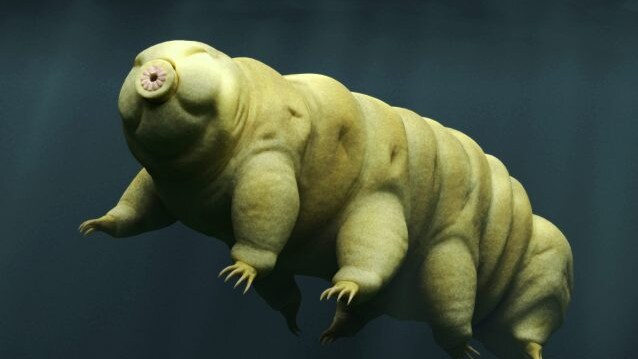 tardigradi