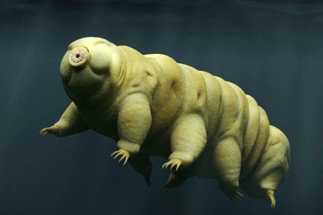 tardigradi