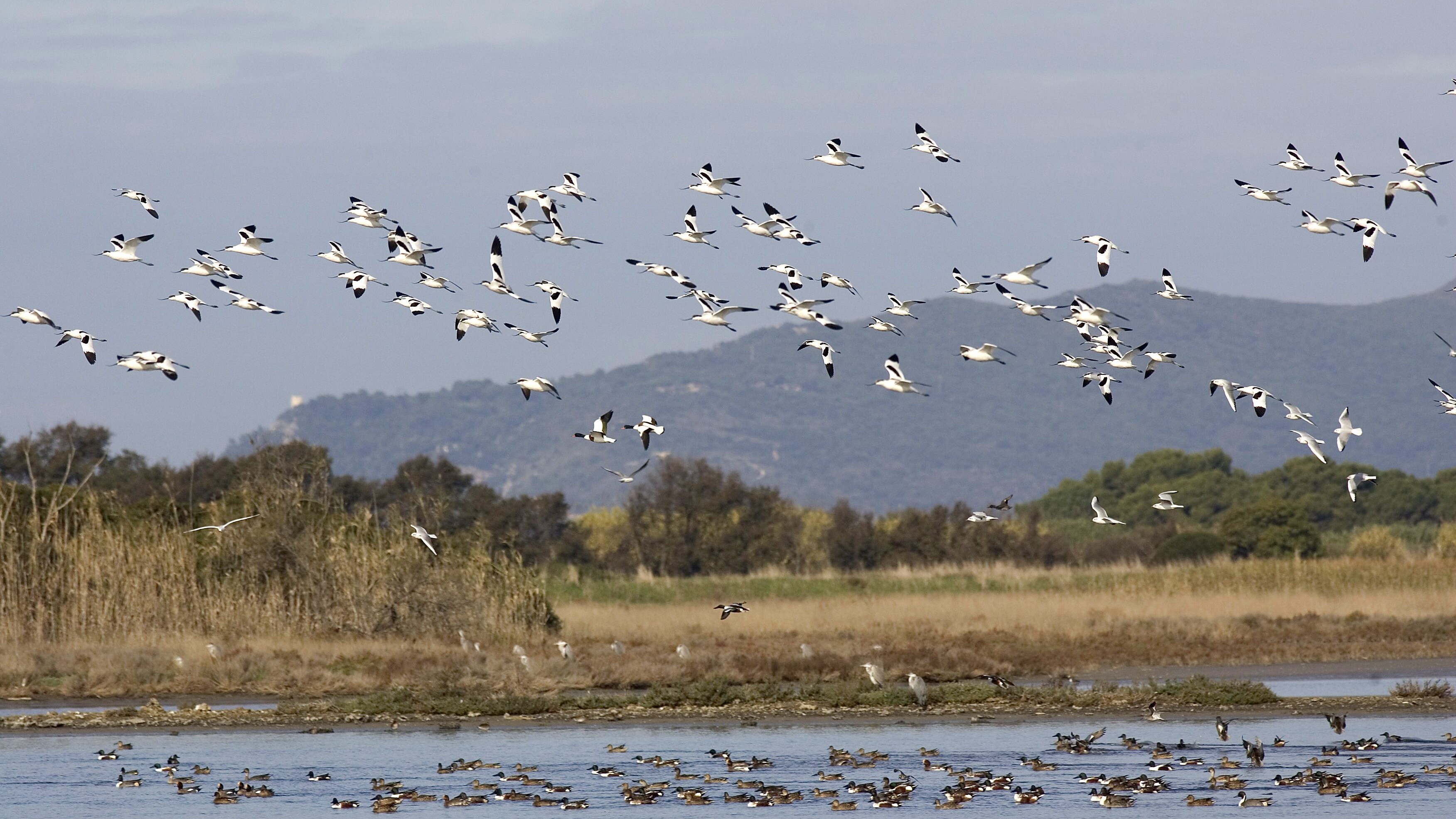 Avocette_Mestoloni_Volpoche_Orbetello_(©WWF ItaliaF.Cianchi)