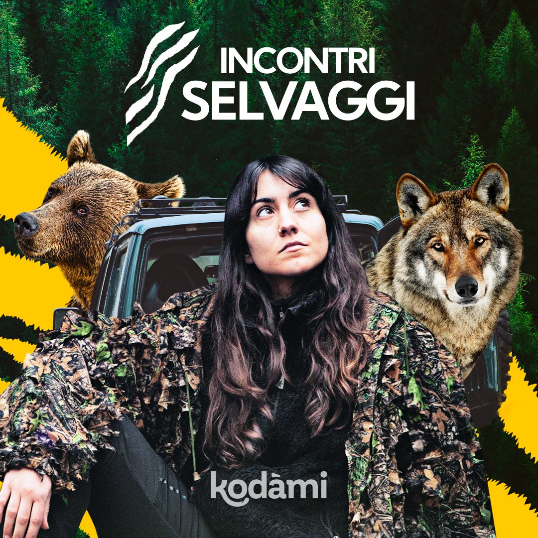 Incontri selvaggi Kodami