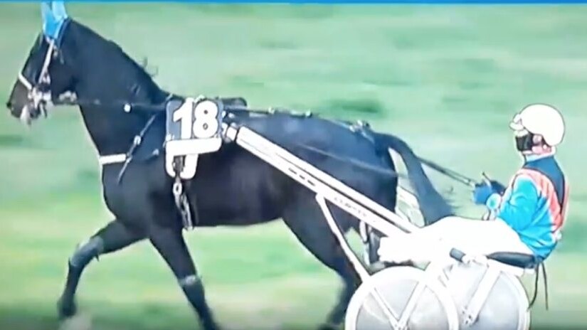 solo caf cavallo agnano