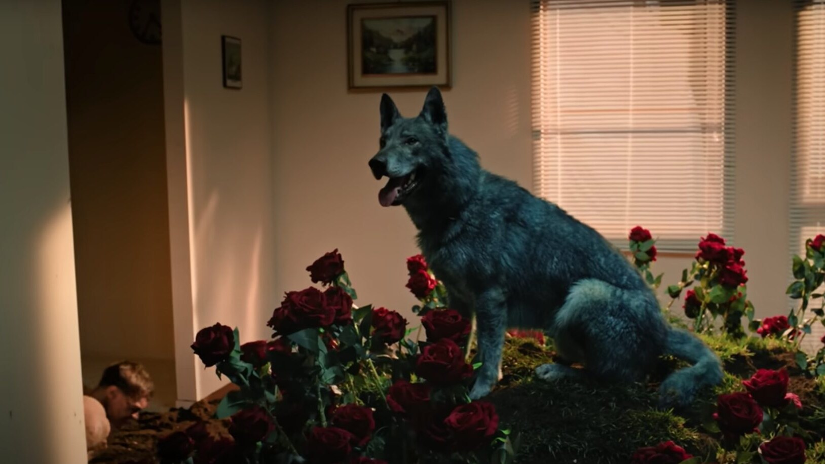 cane videoclip Blanco