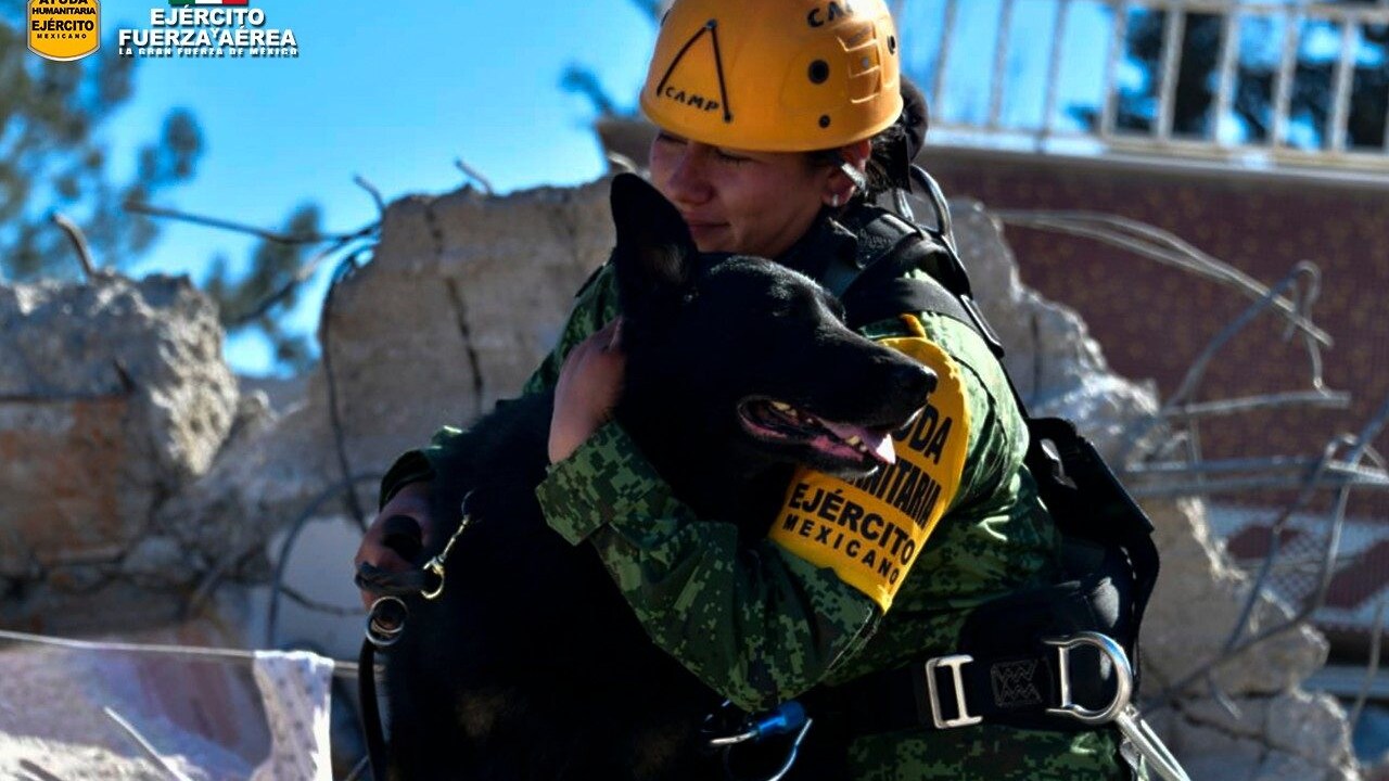 cani soccorso