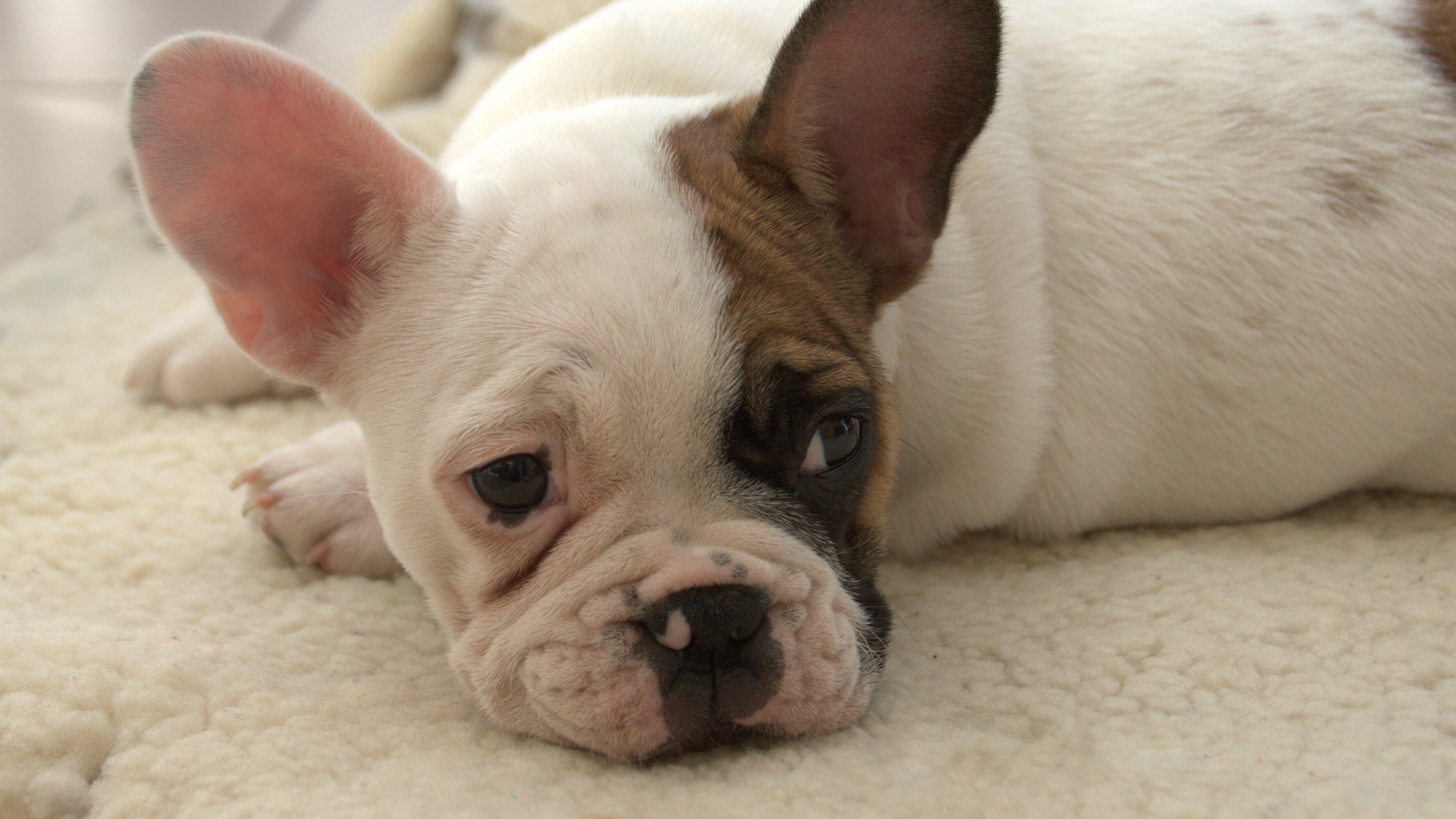 Bouledogue francese