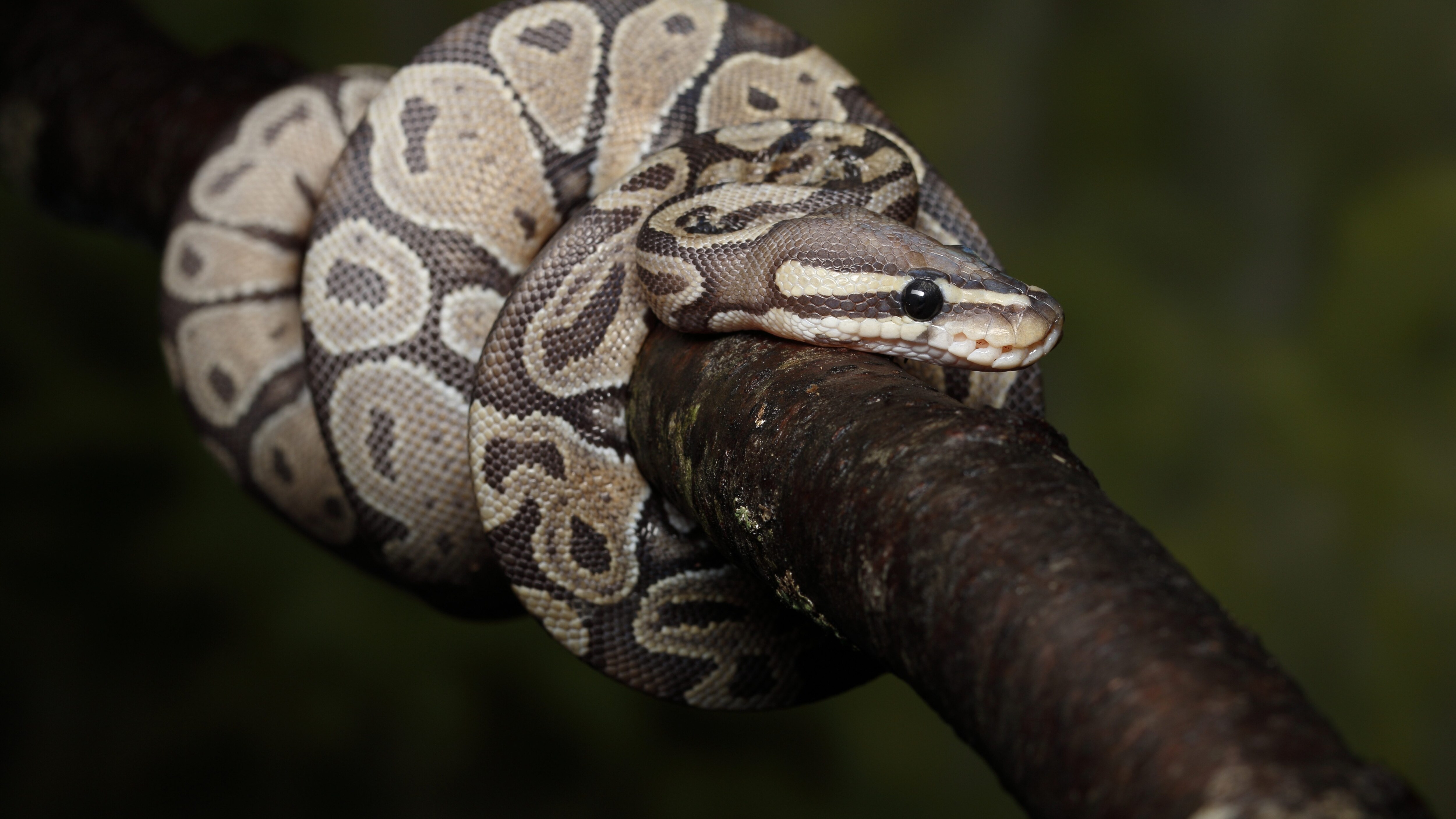 serpente