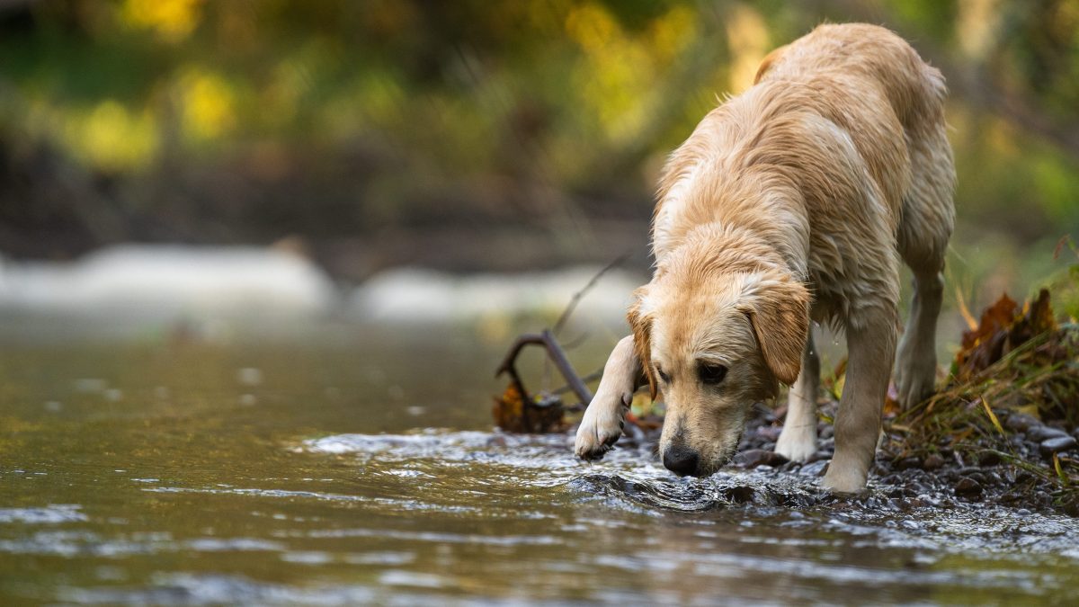 cane fiume