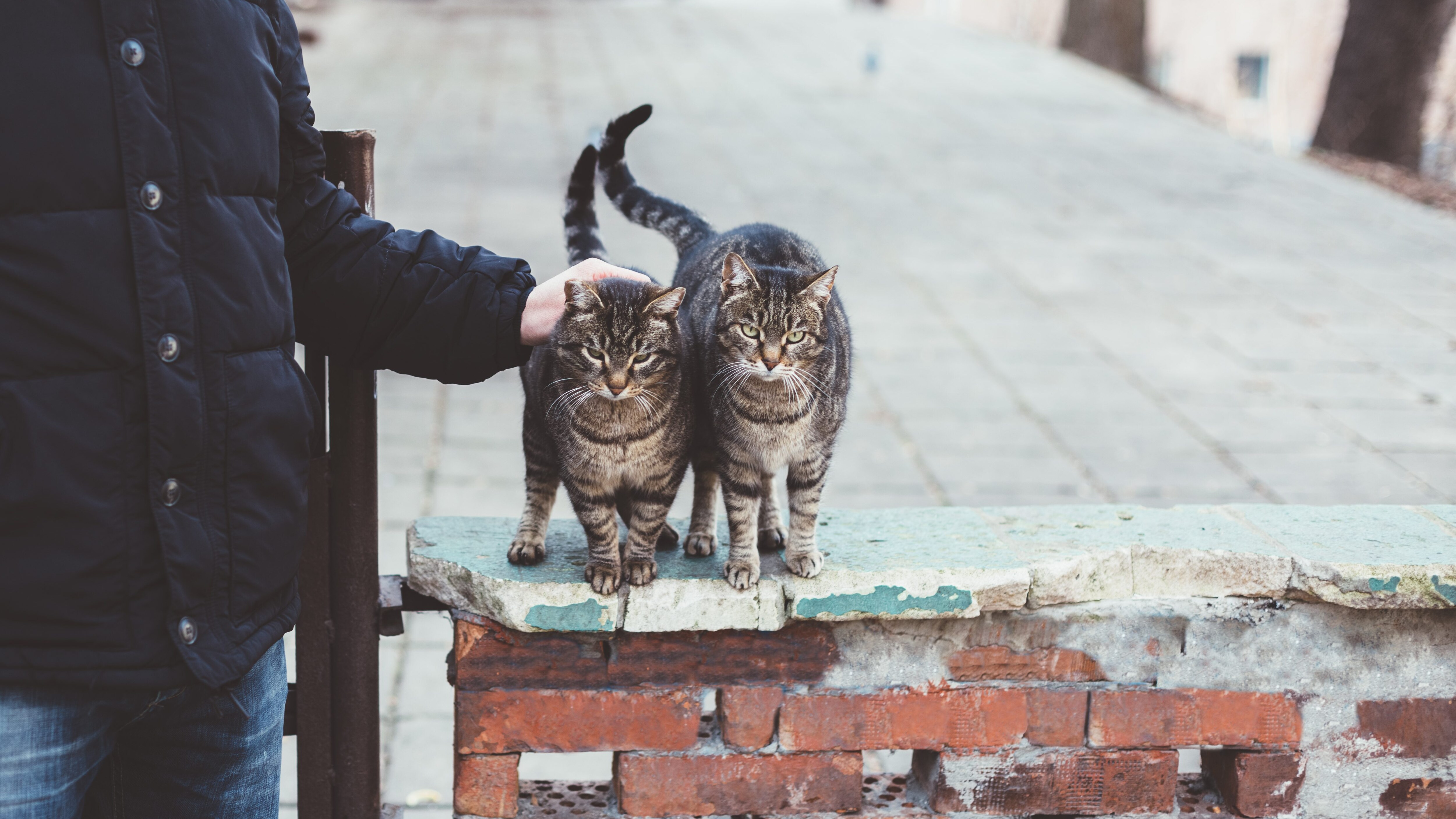 gatti