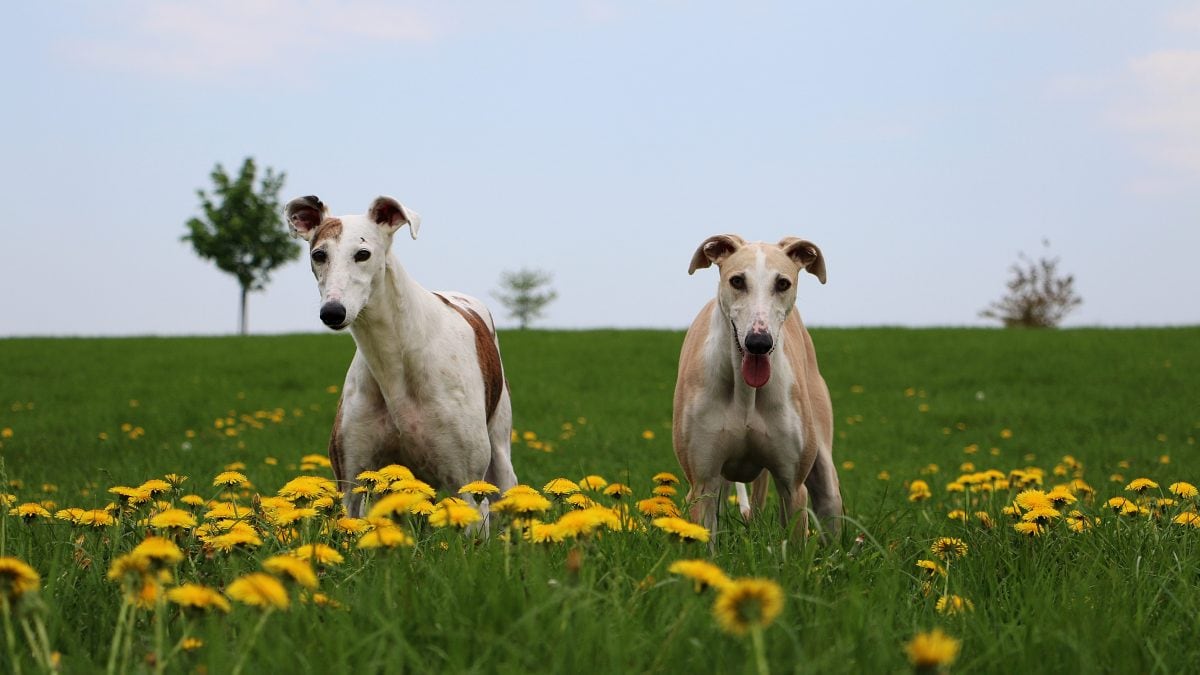 galgos