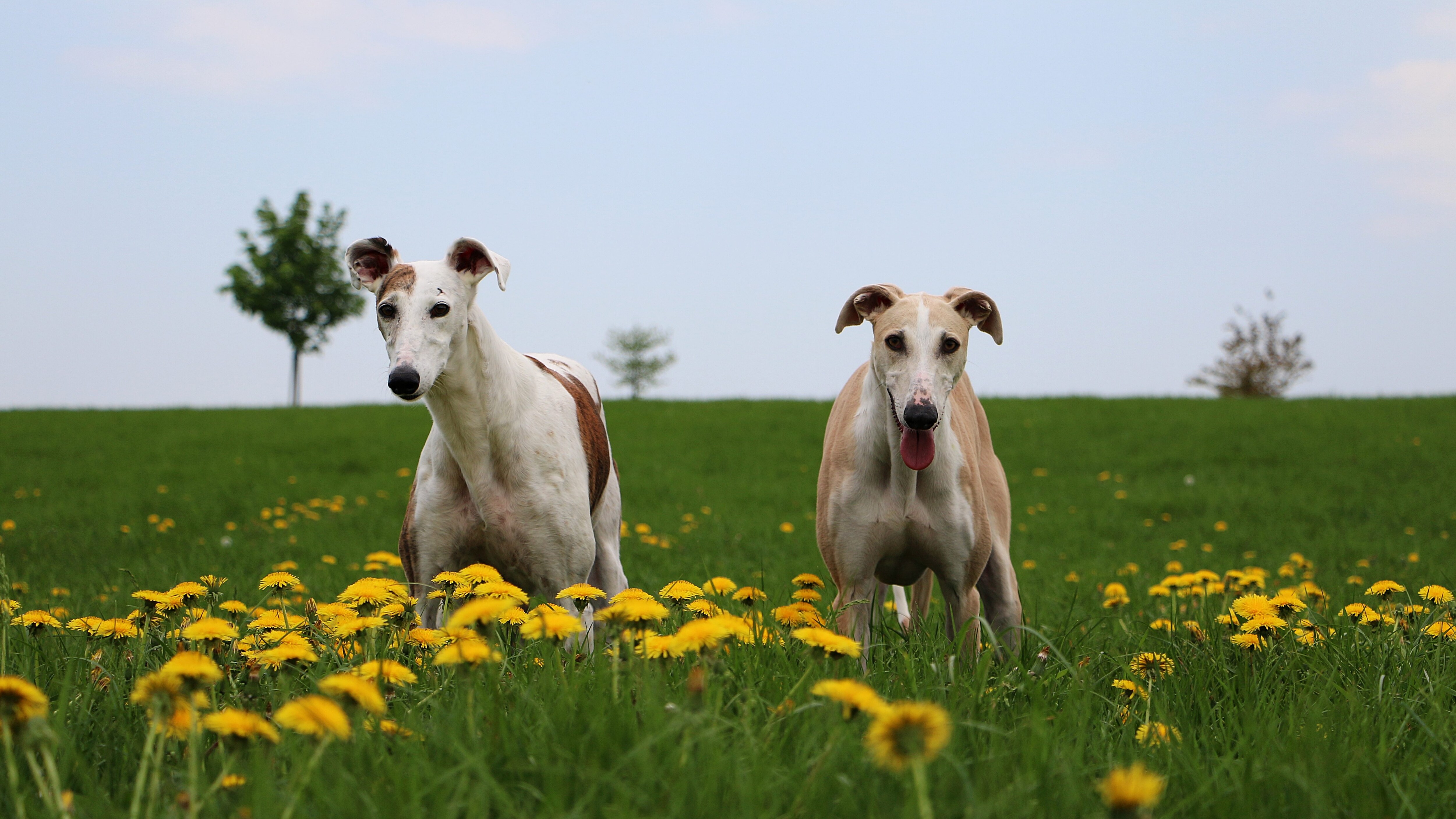 galgos
