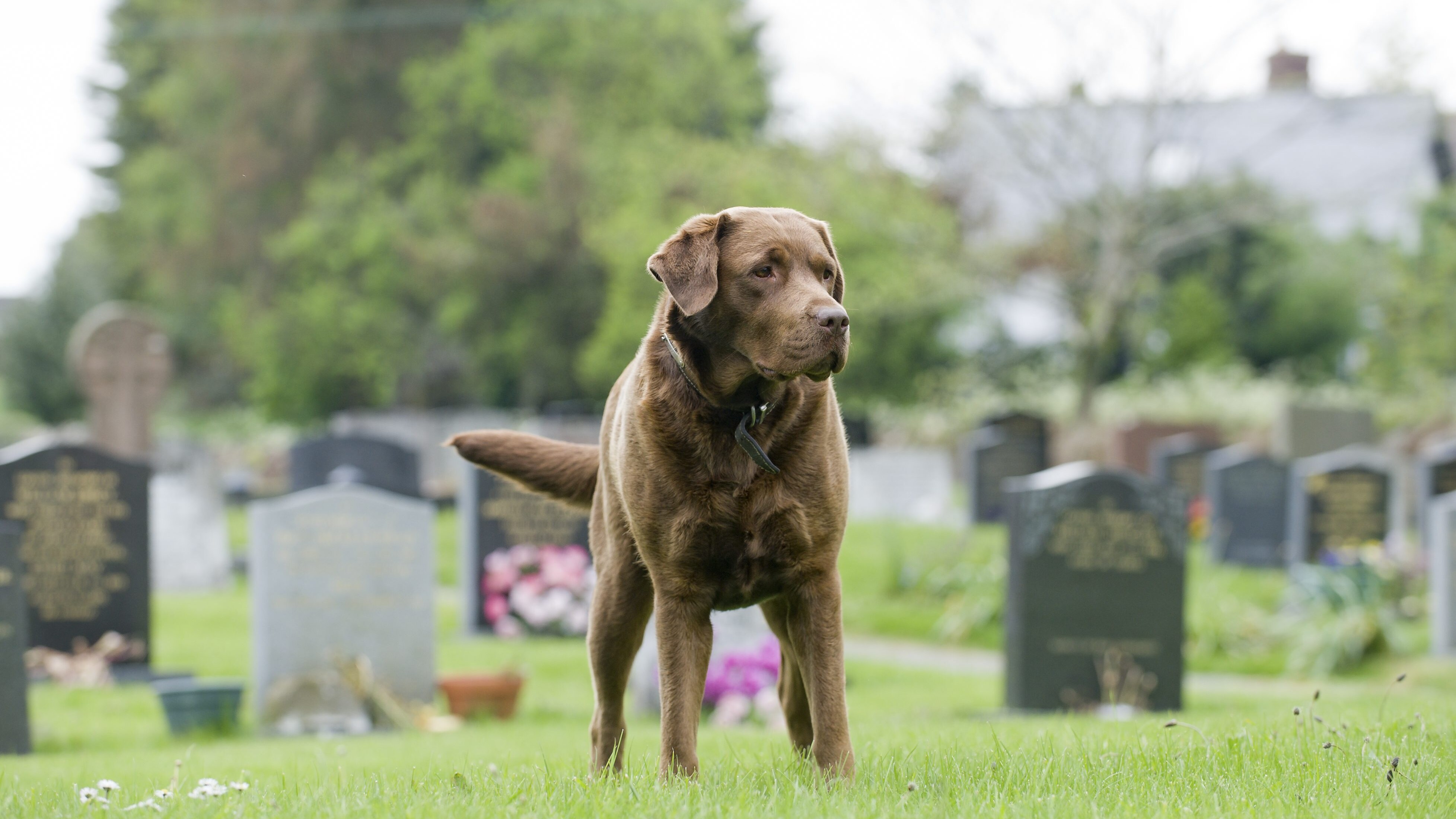 cane cimitero