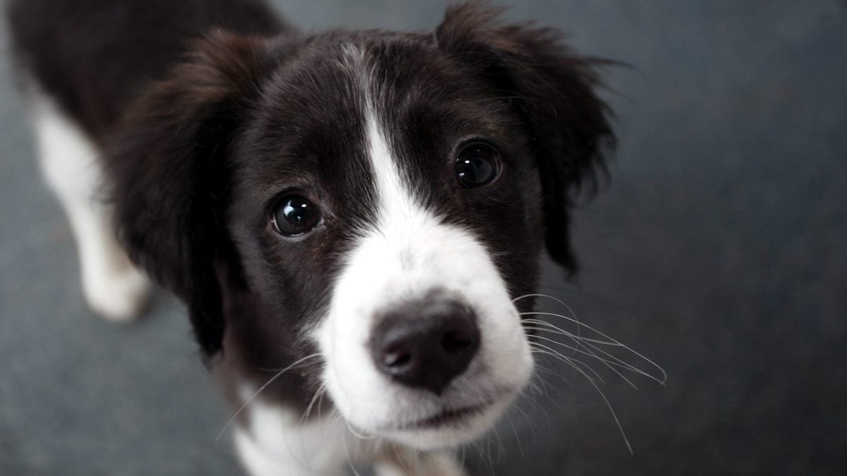 cane