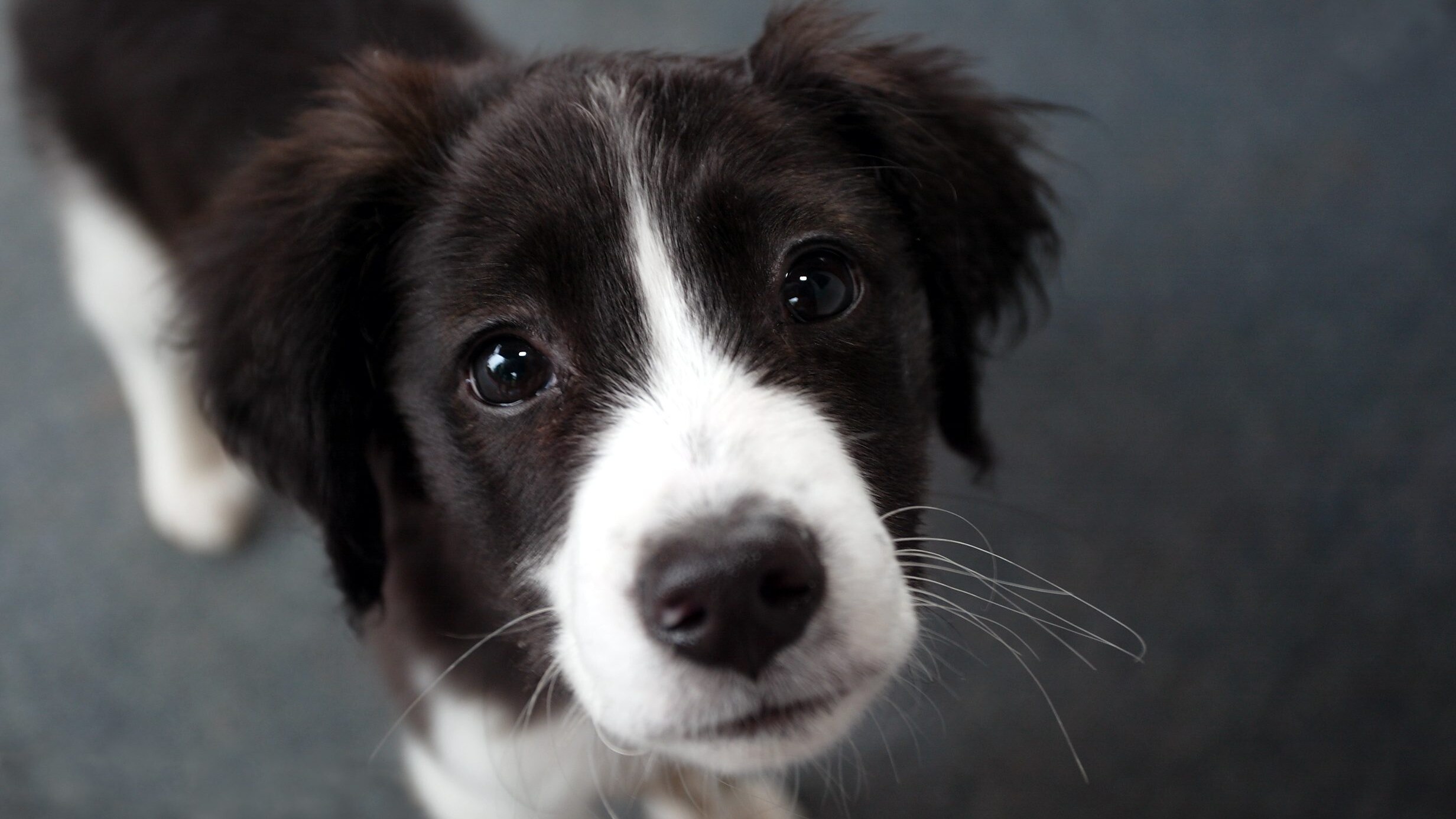 cane