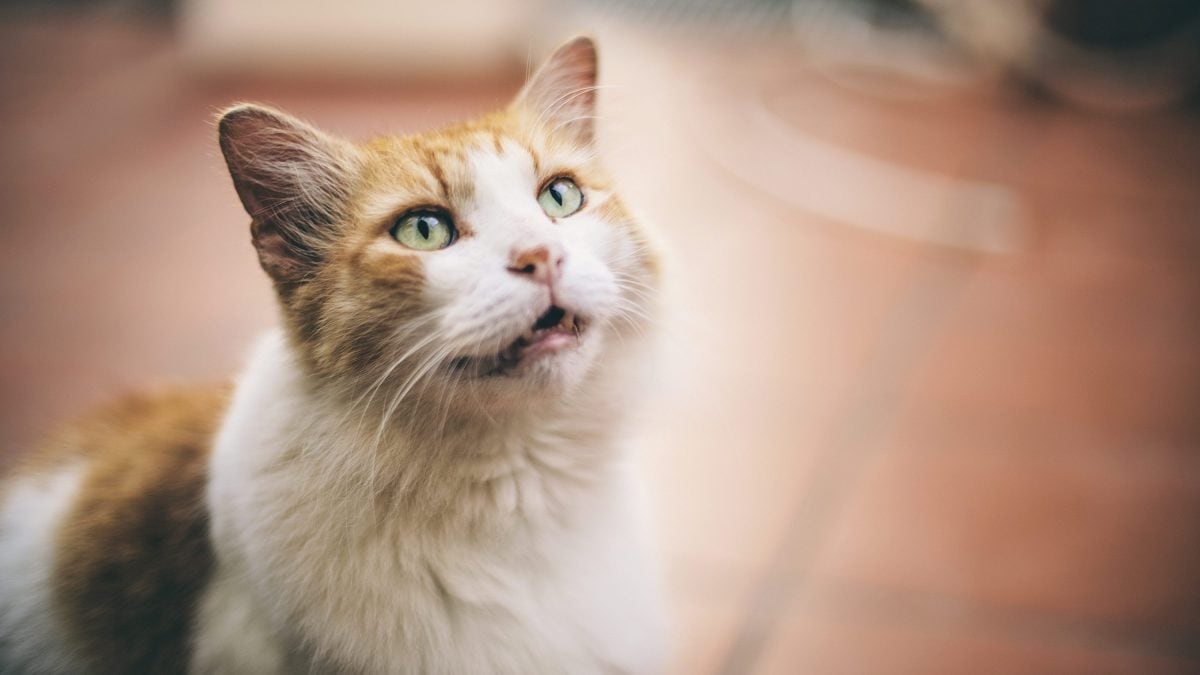gatto miagola