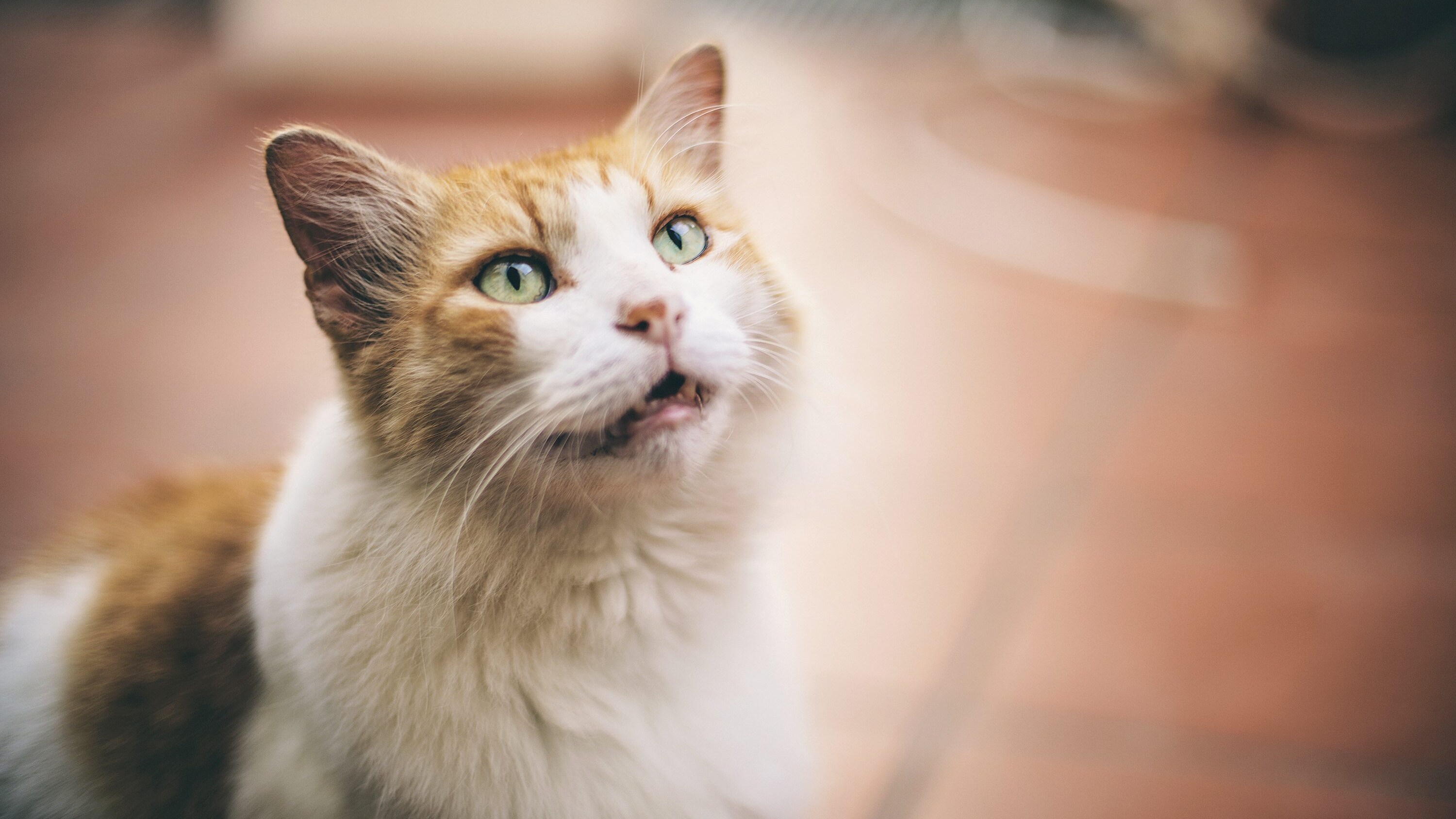 gatto miagola