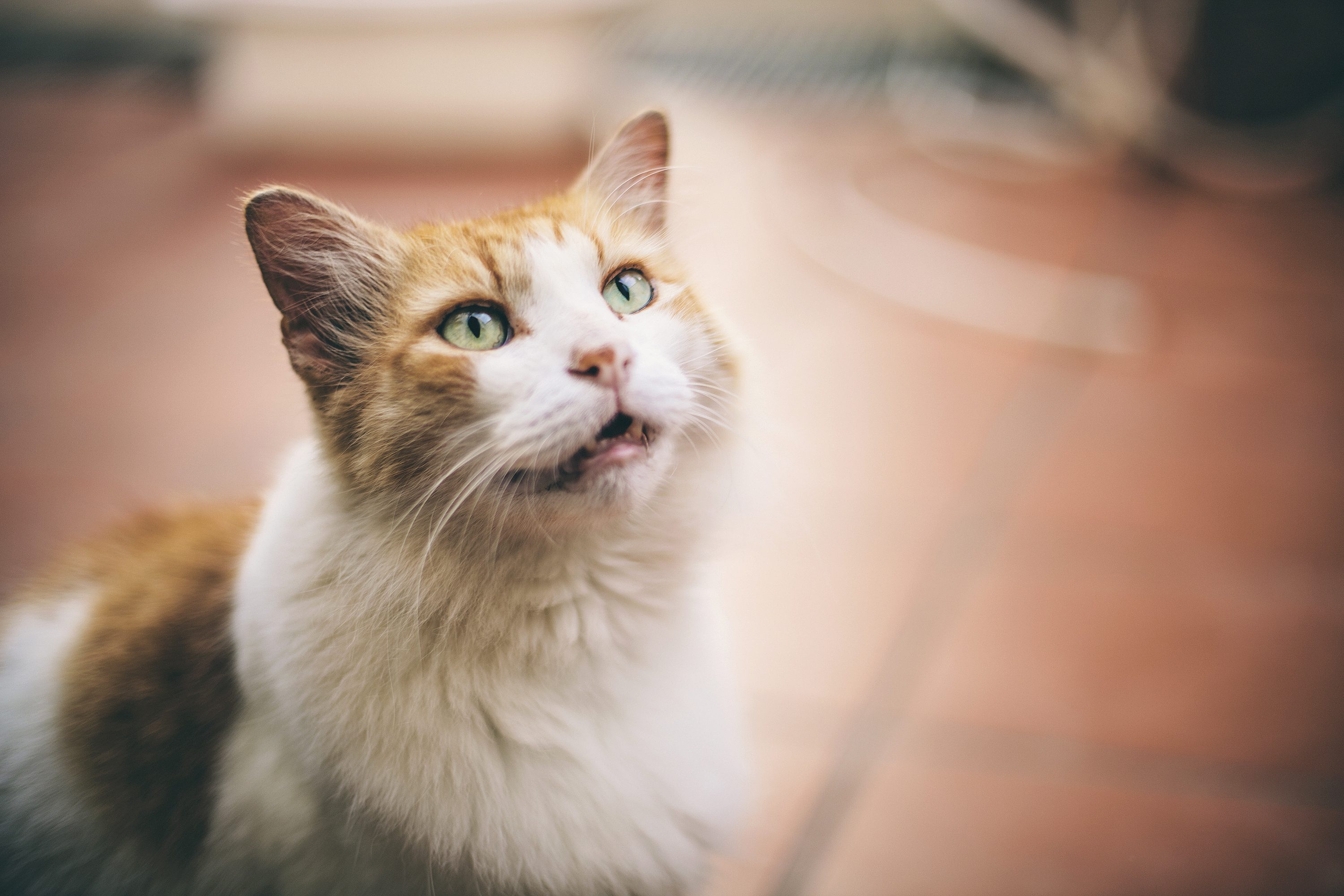 gatto miagola