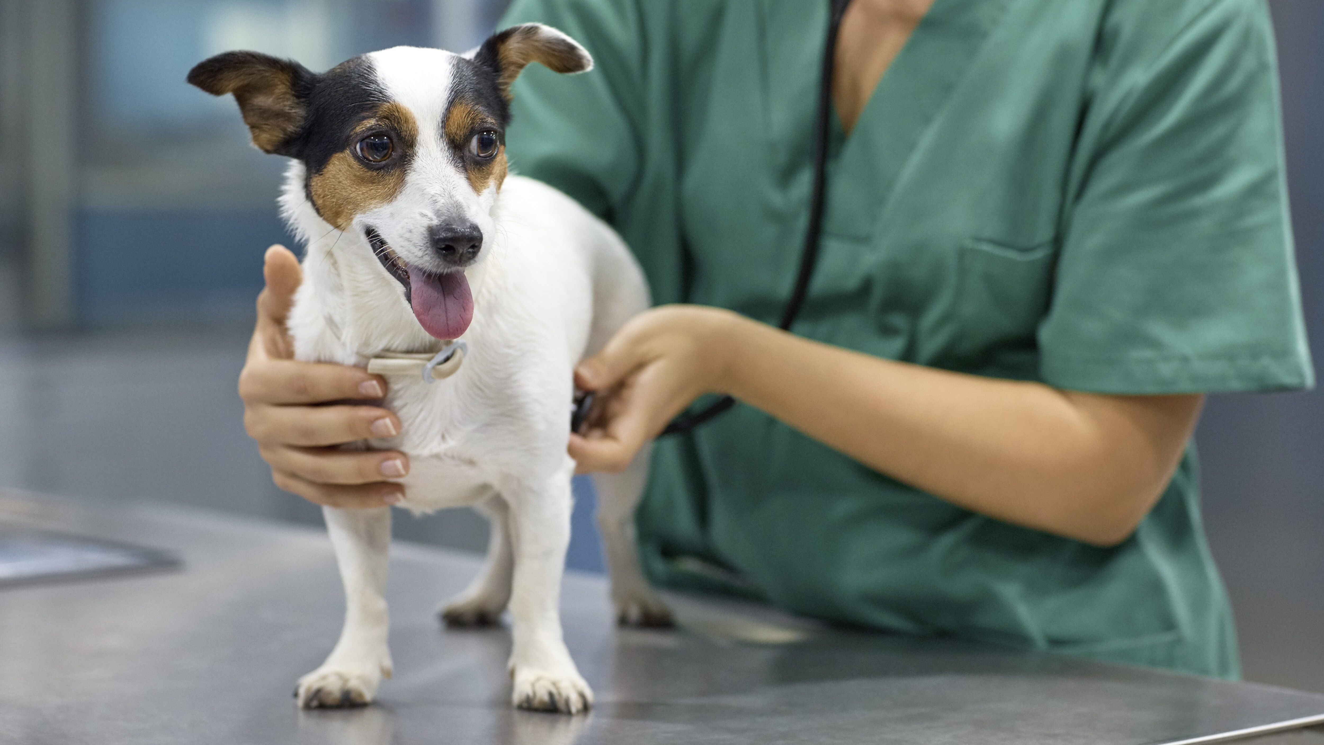 cane veterinario