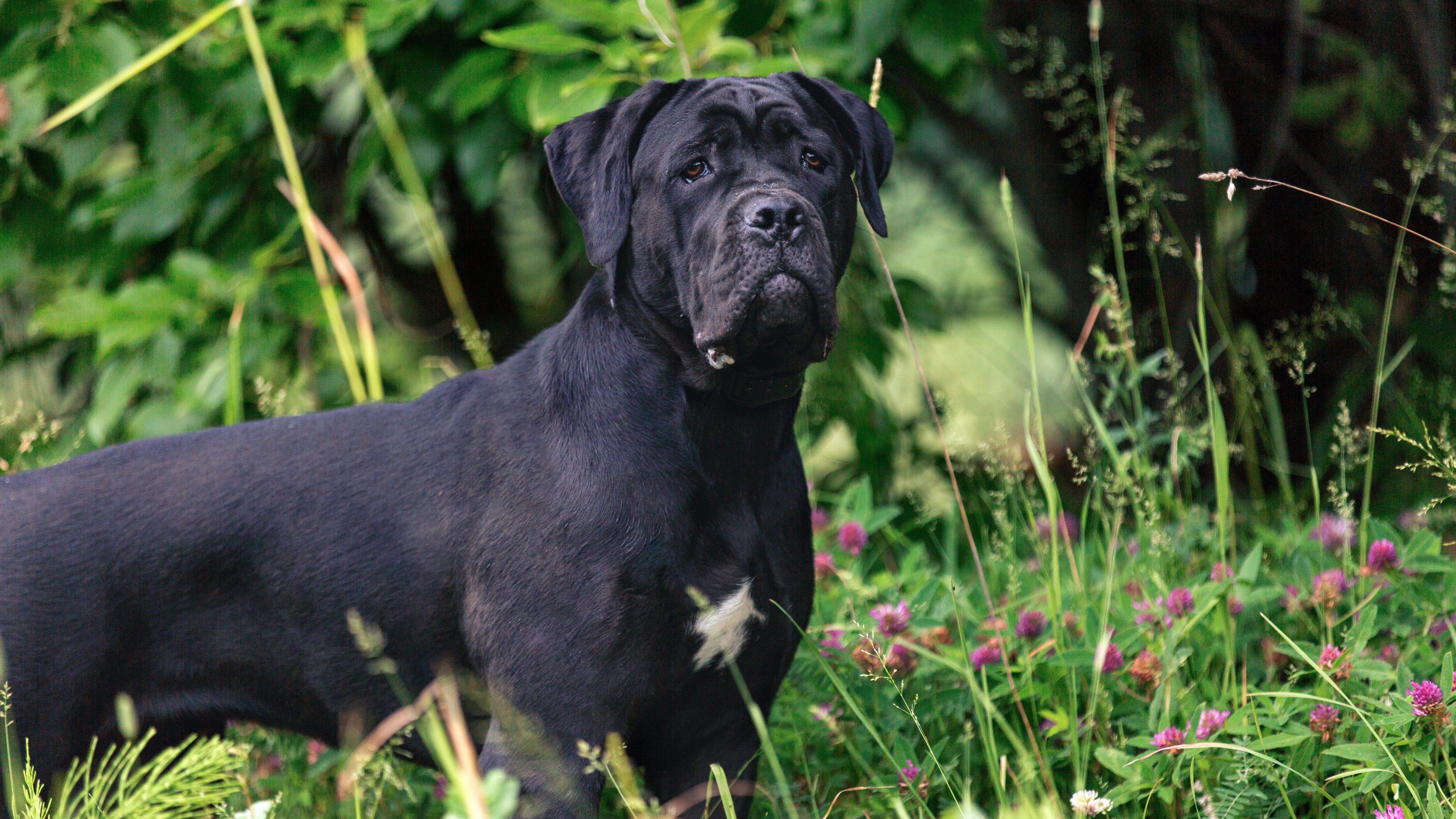 cane corso
