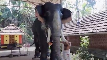 l'elefante robotico