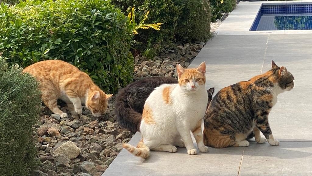 I gatti di Cipro