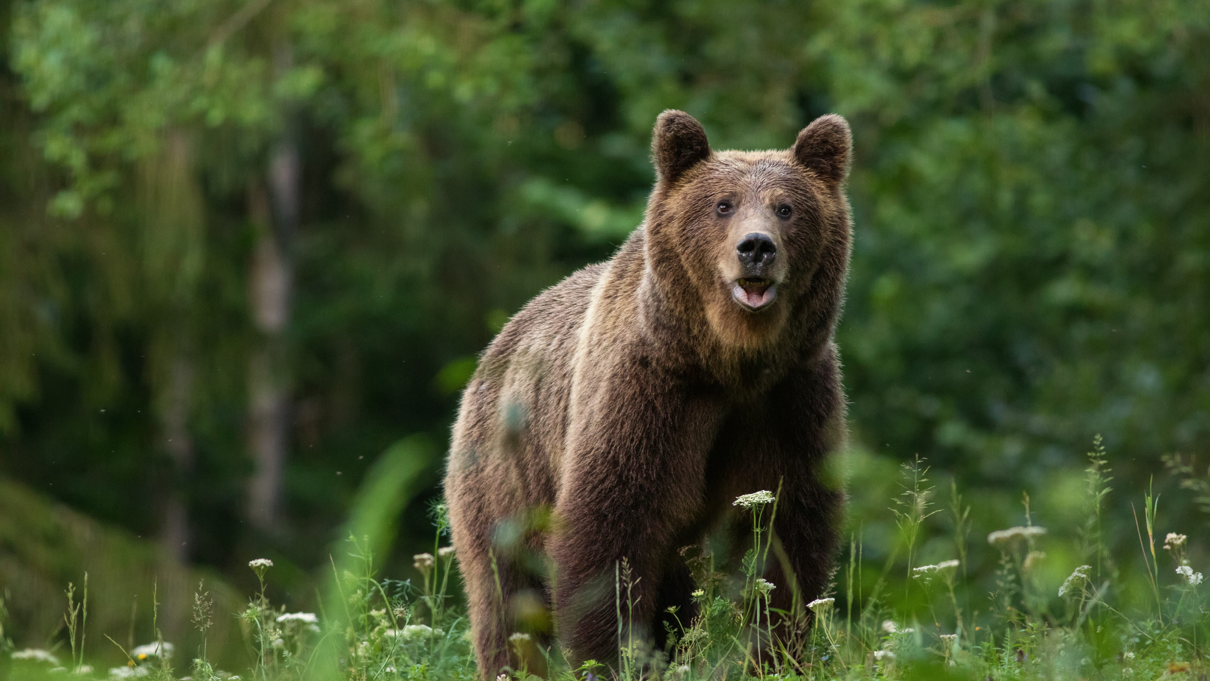 orso bruno