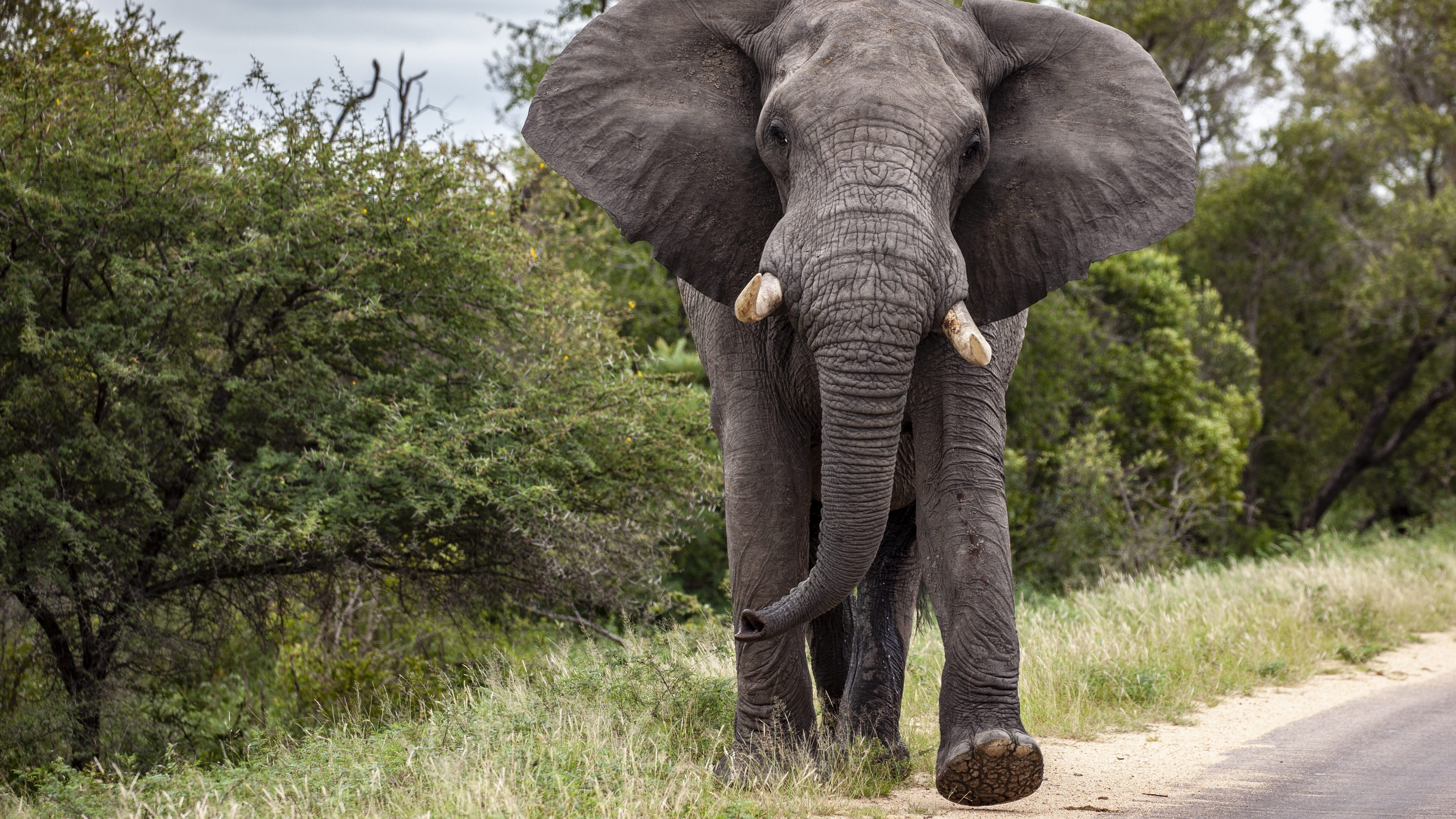 elefante
