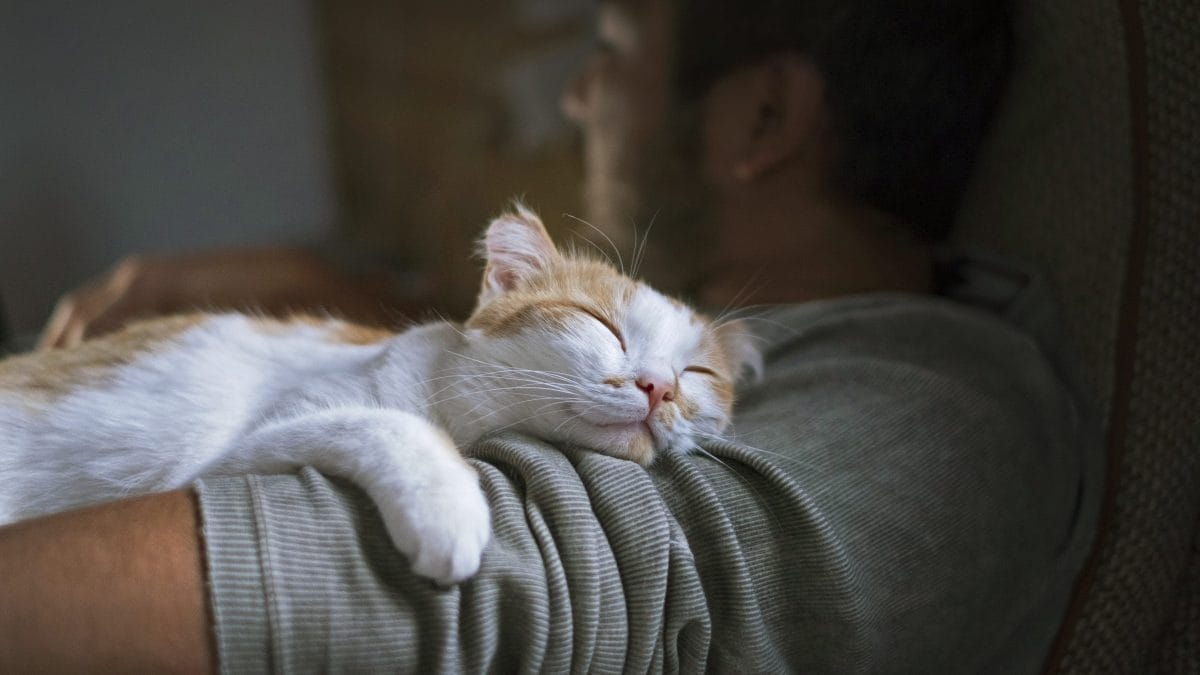 gatto dormire