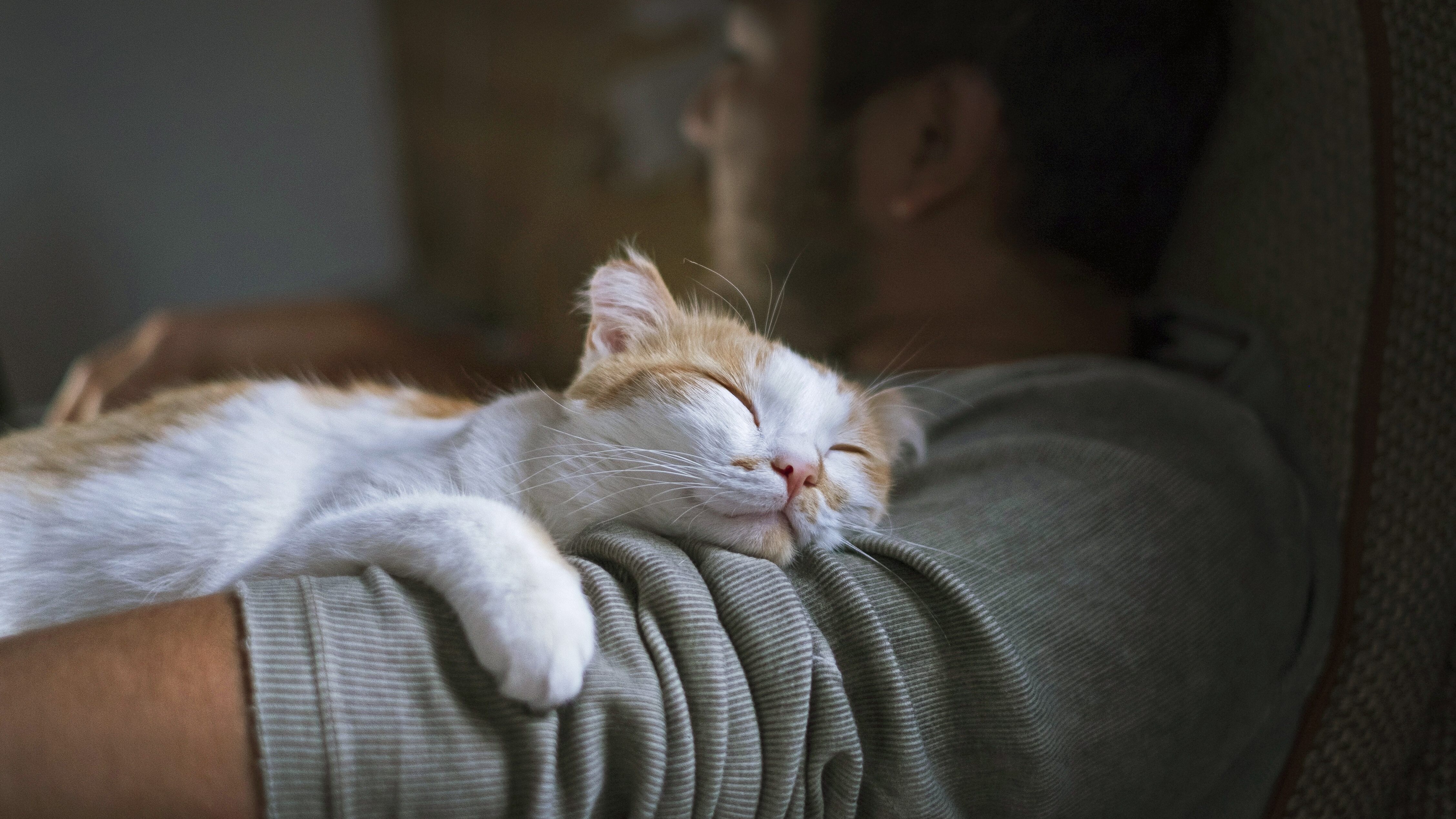 gatto dormire