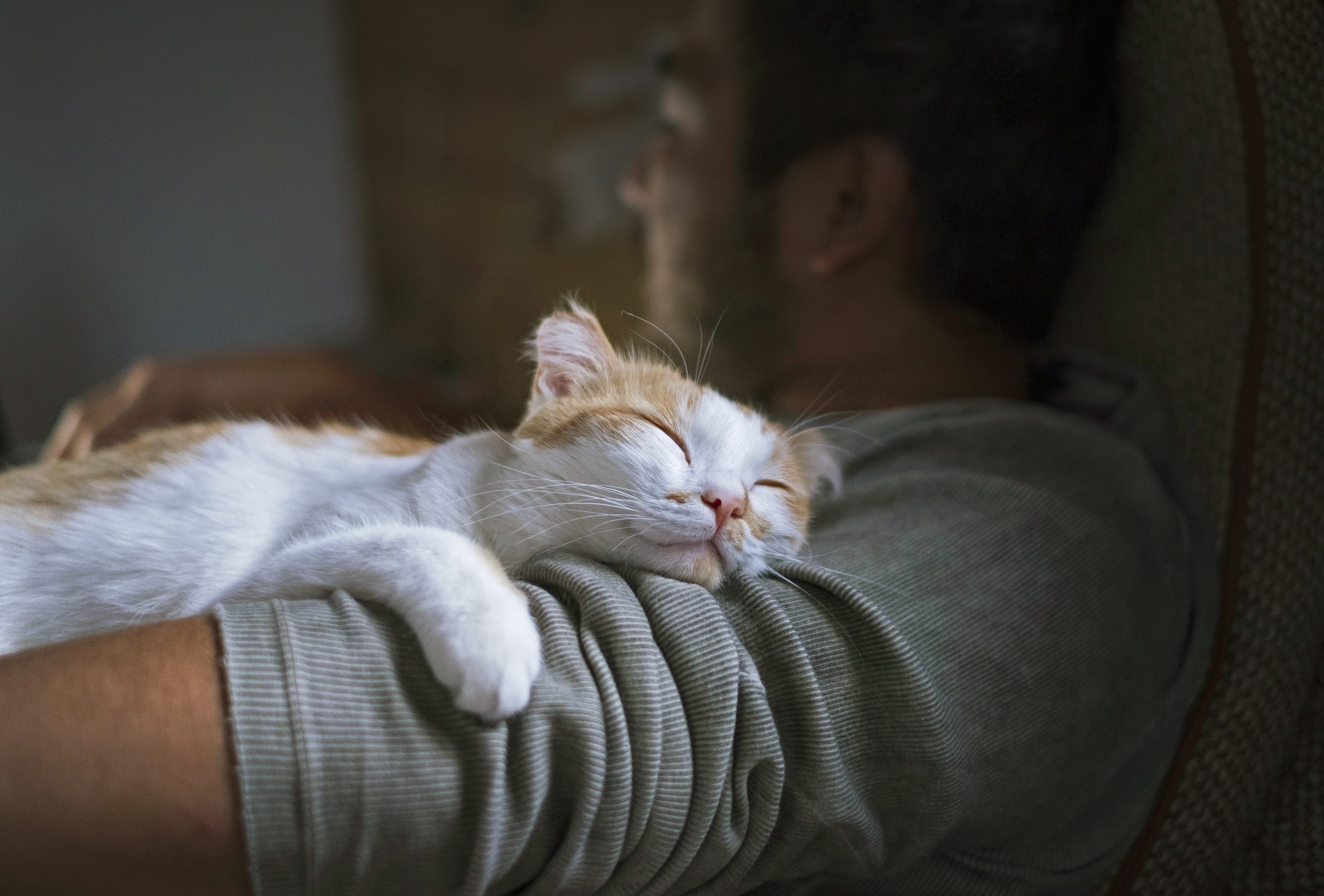 gatto dormire