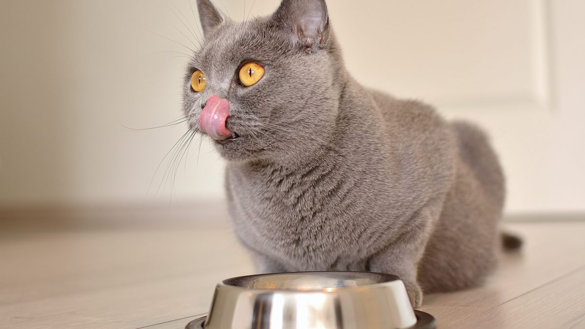 gatto