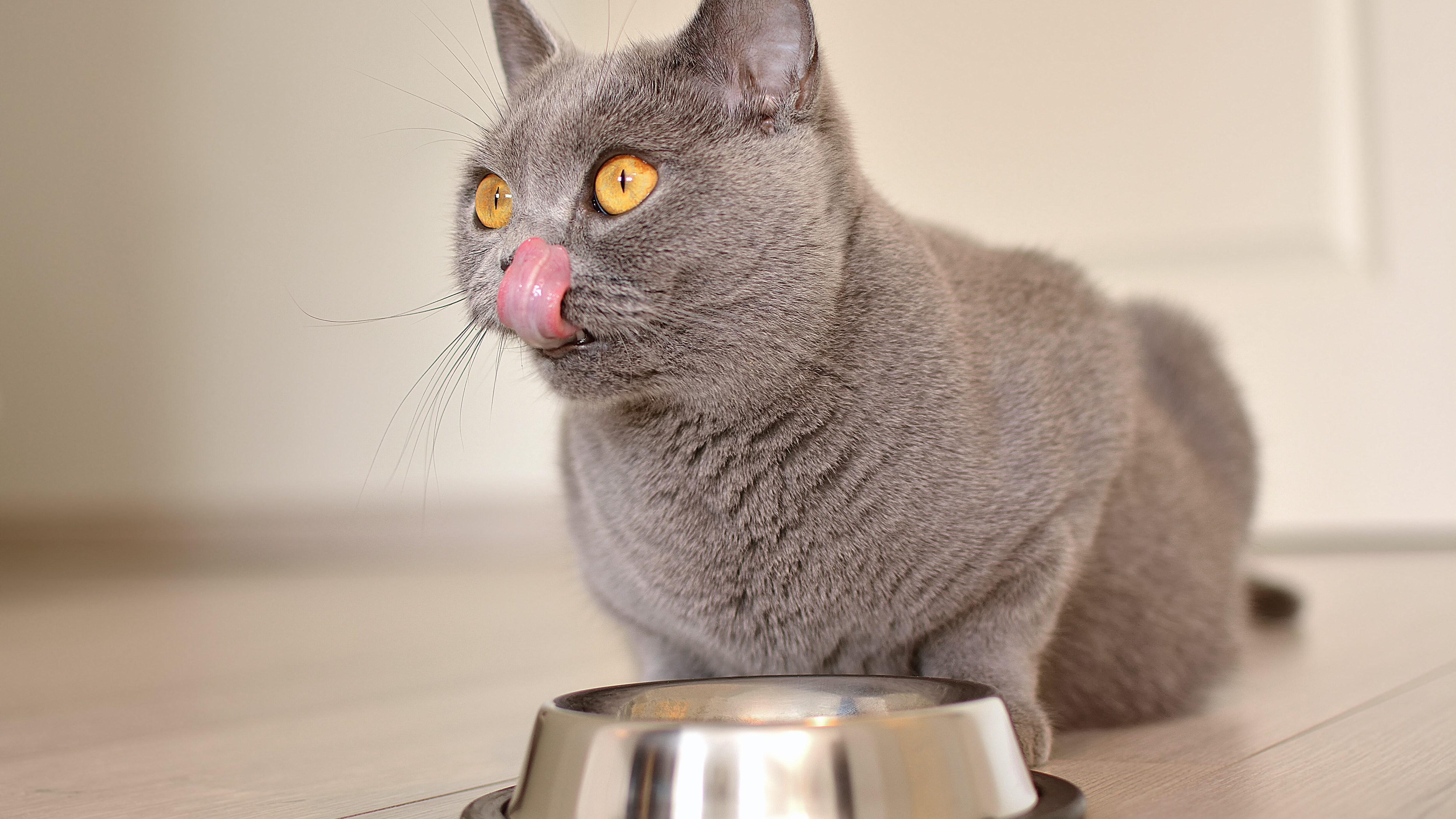 gatto