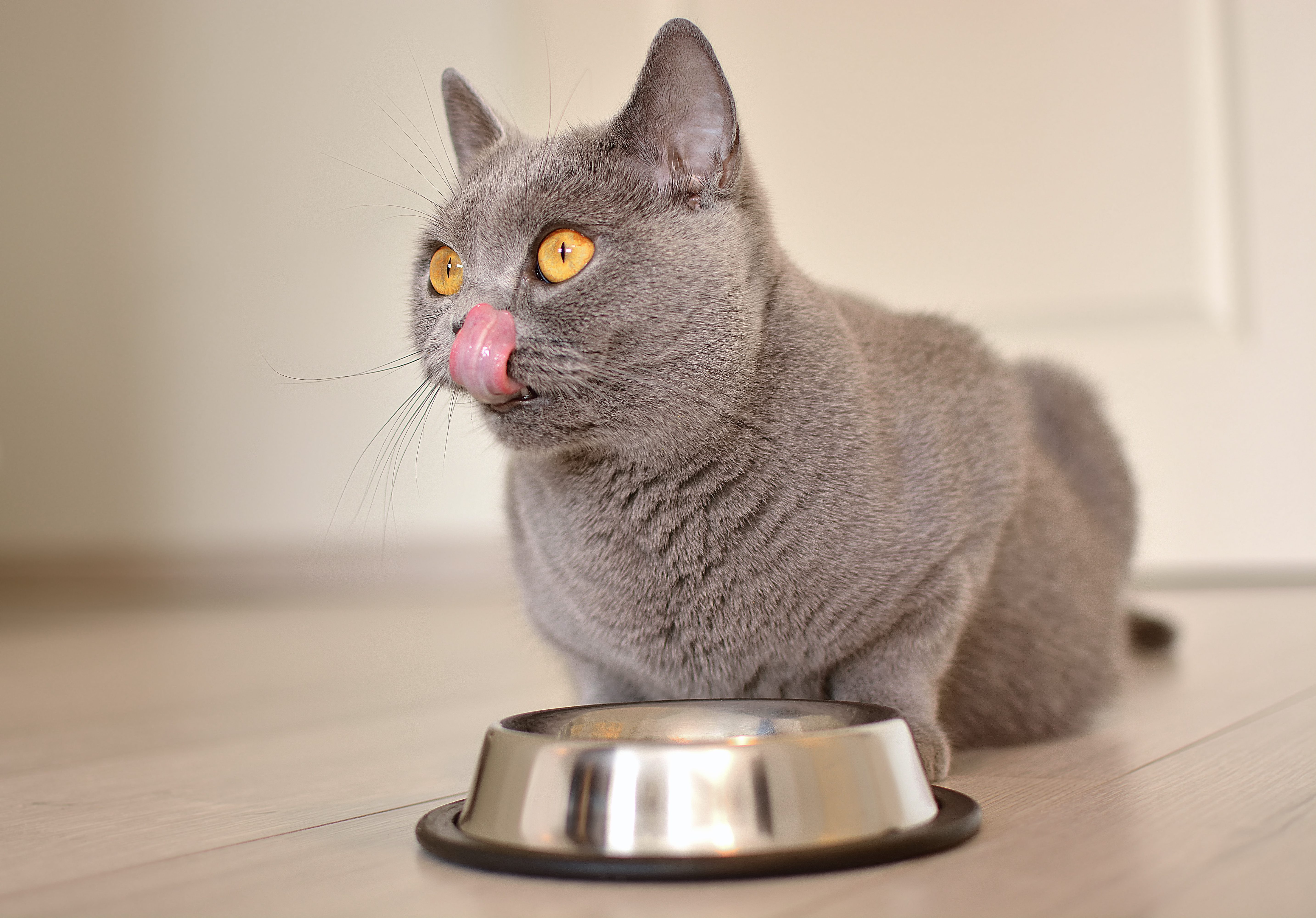 gatto