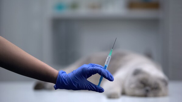 veterinario