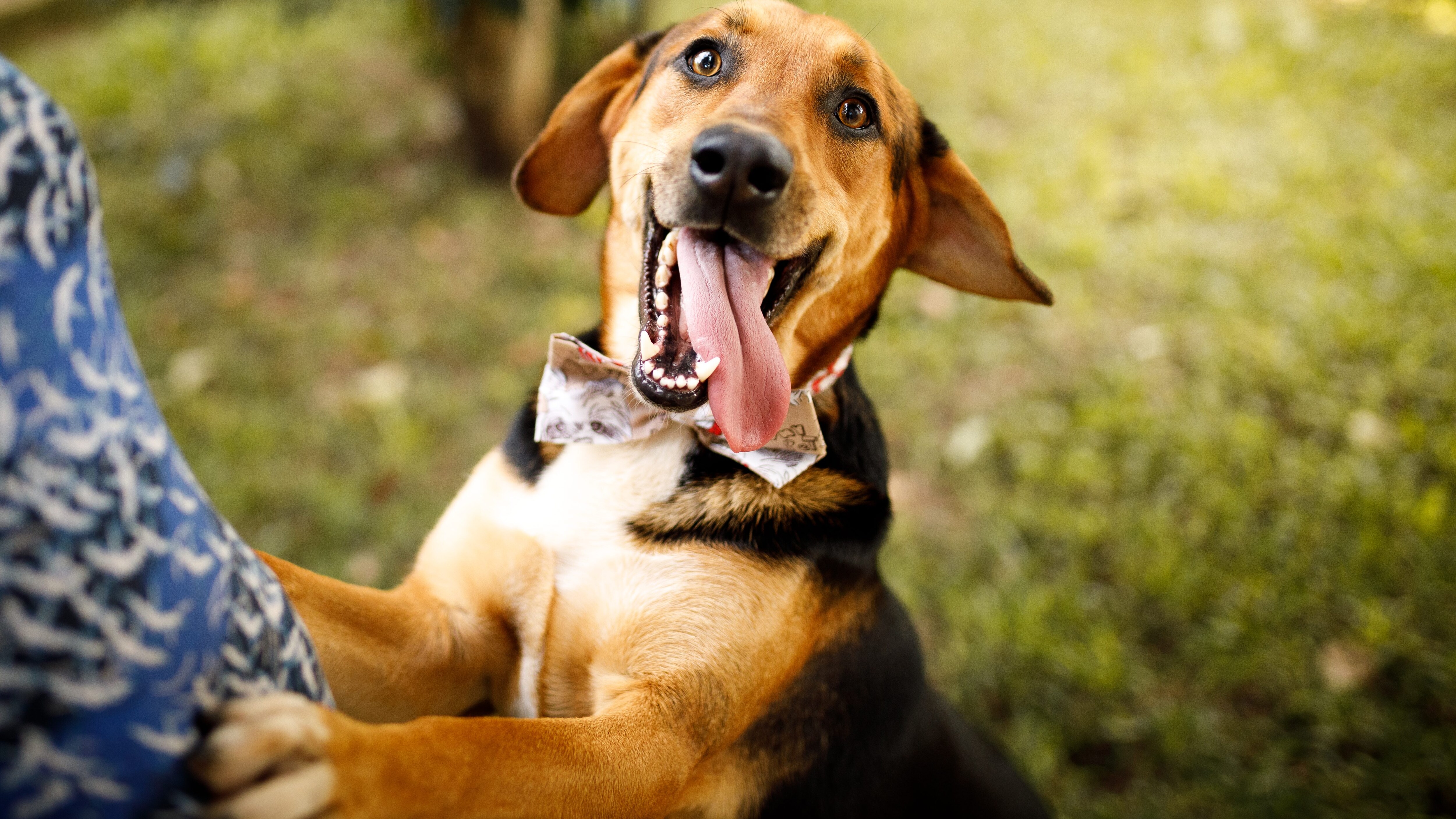cane felice